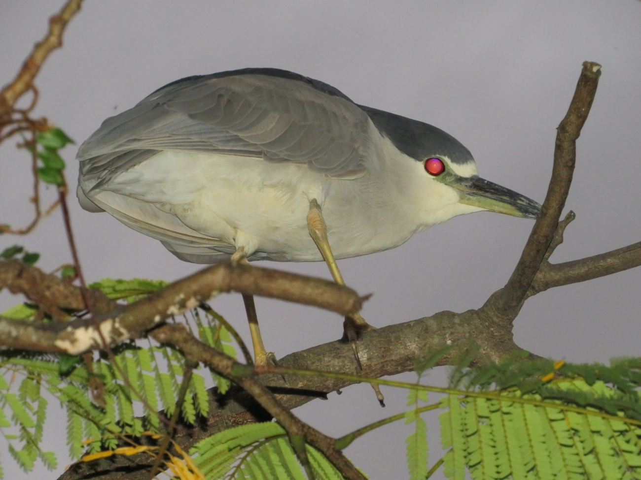 Socó-dorminhoco (Nycticorax nycticorax), aves, fotografado em Caraguatatuba