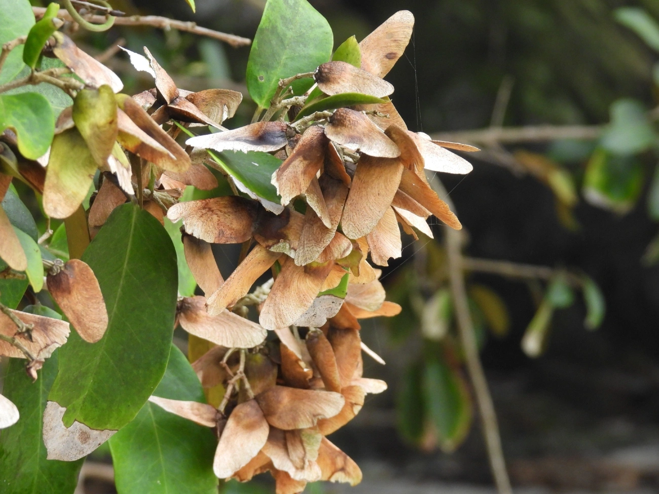 Plantas (Plantae), plantas, fotografado em Maresias, São Sebastião