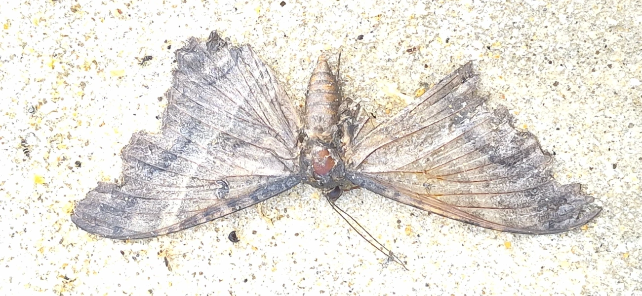 Bruxa-negra (Ascalapha odorata), insetos, fotografado em Maresias, São Sebastião