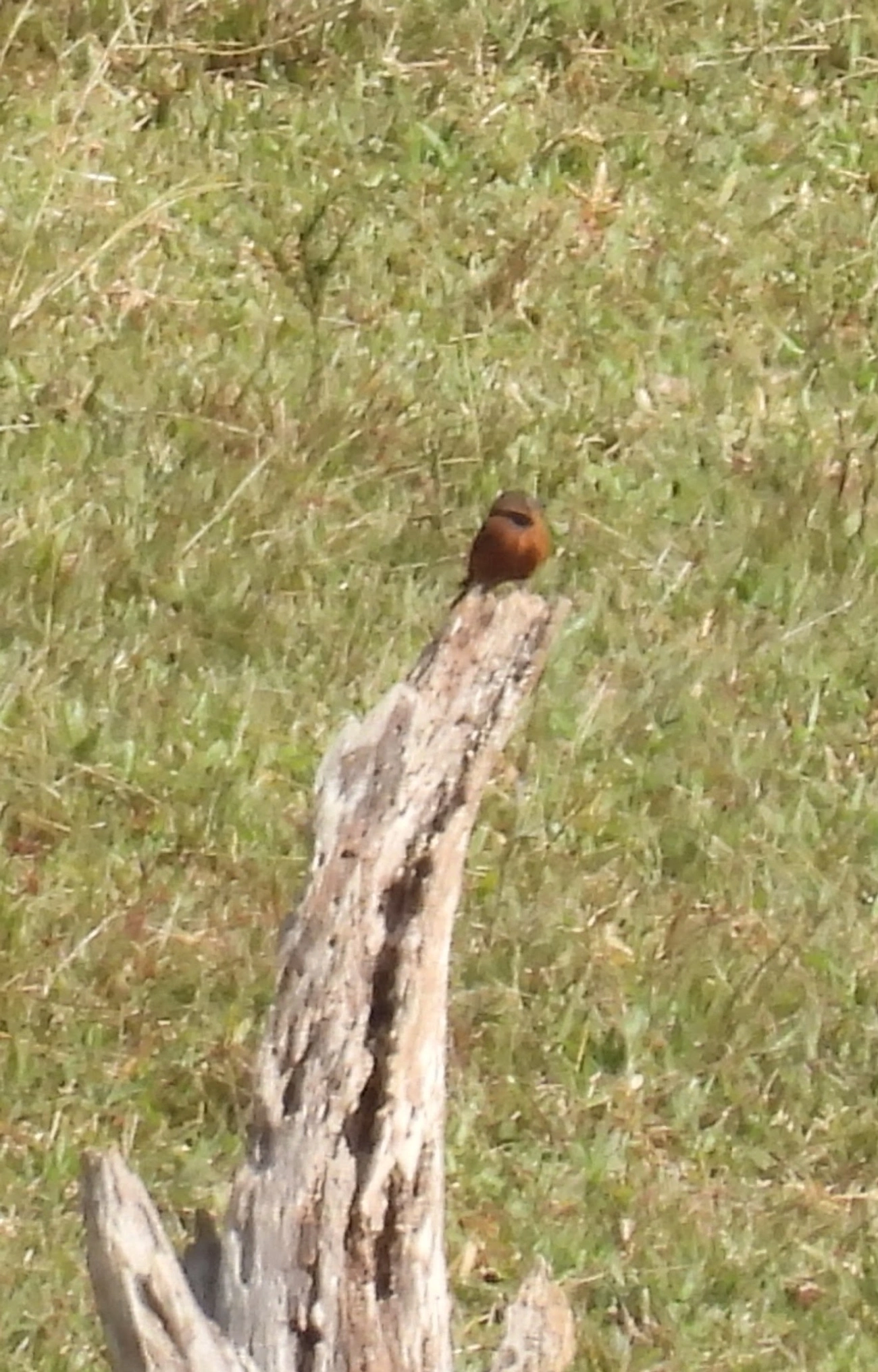 Gibão-de-couro (Hirundinea ferruginea), aves, fotografado em Catuçaba, São Luíz do Paraitinga