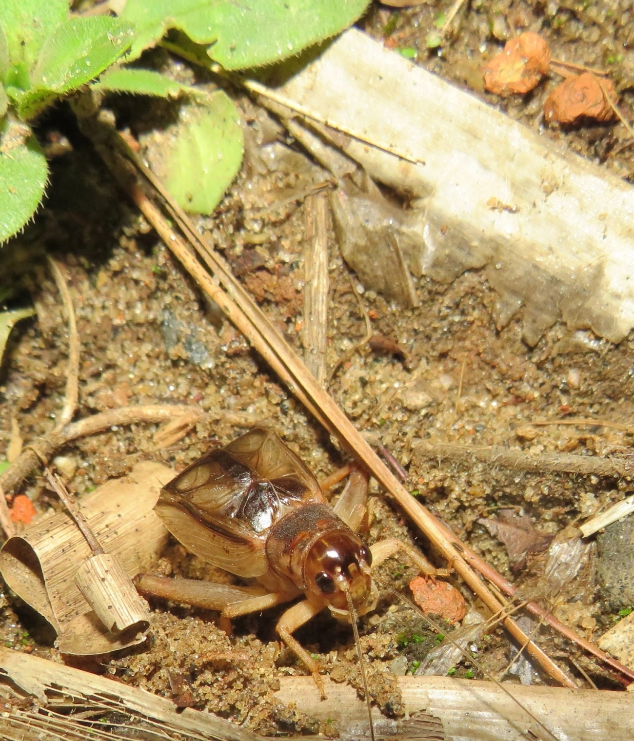 Gryllini, insetos, fotografado em Maresias, São Sebastião