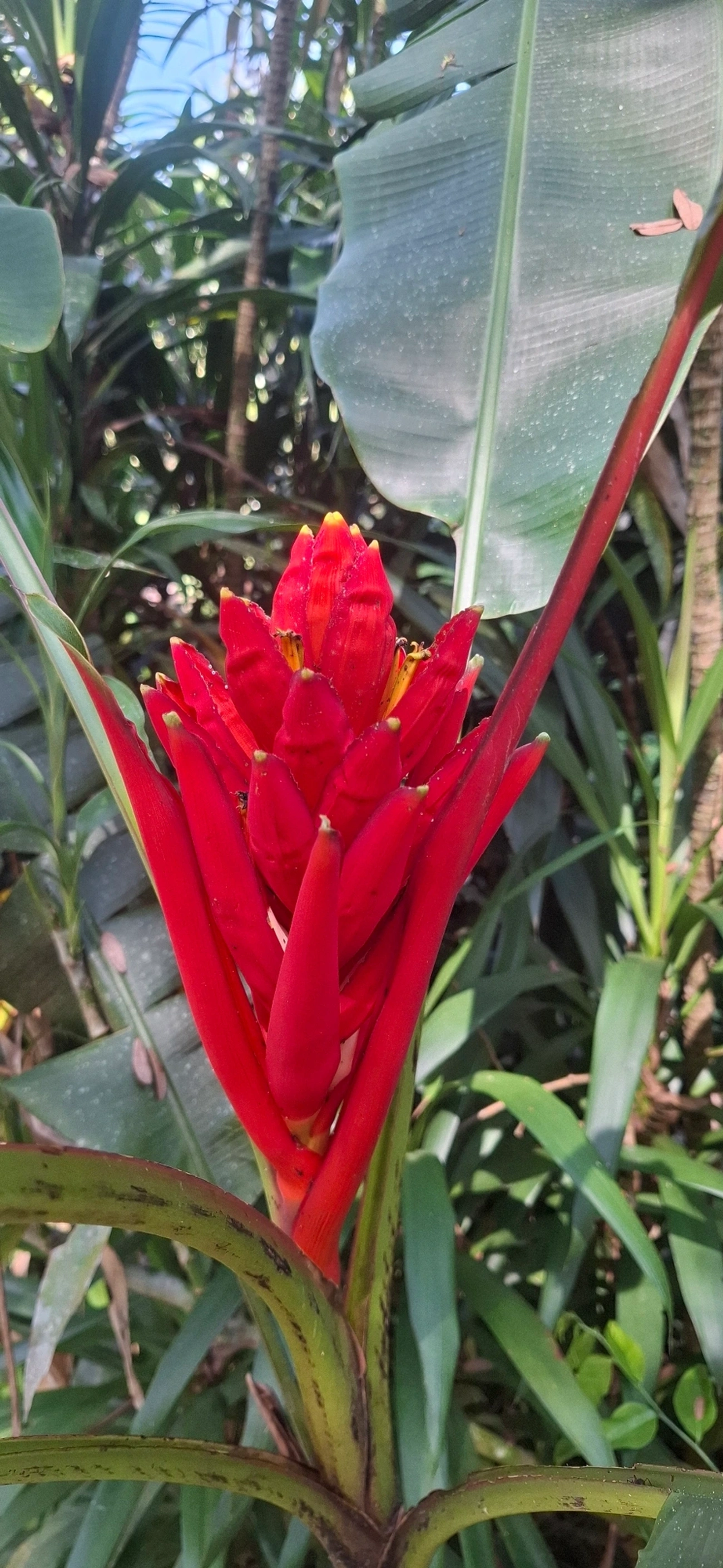 Bananeira-escarlate (Musa coccinea), plantas, fotografado em Queluz