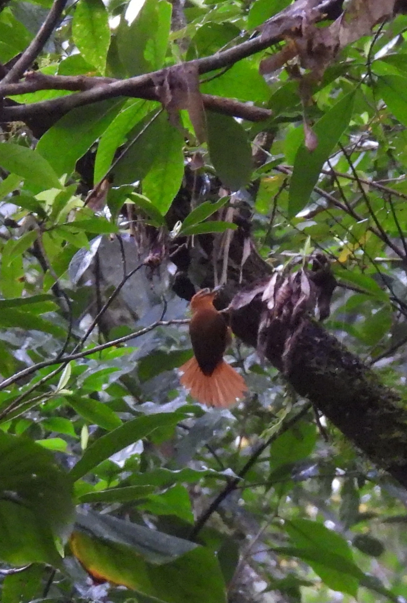 Limpa-folha-de-coroa-preta (Philydor atricapillus), aves, fotografado em Boiçucanga, São Sebastião