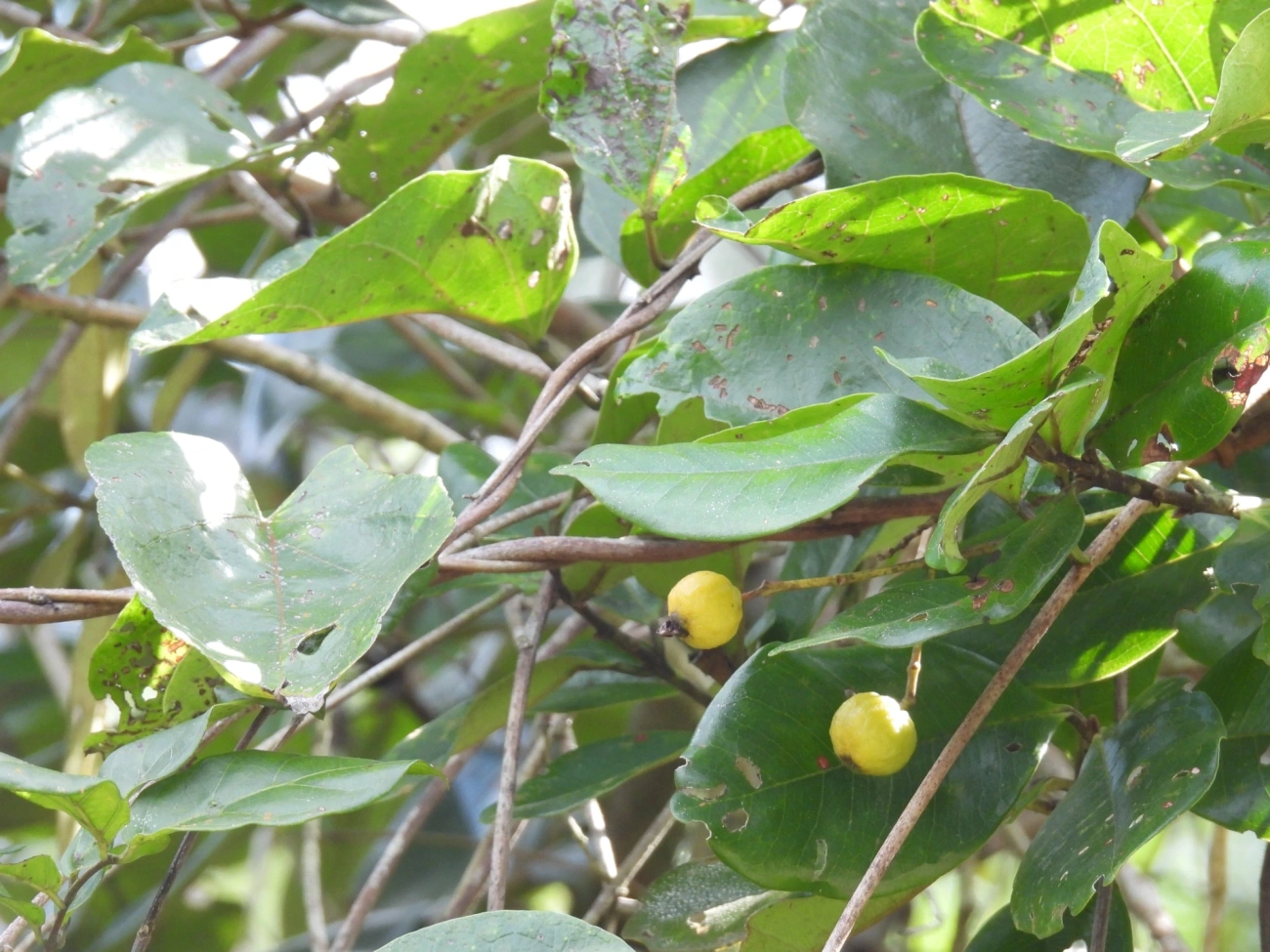 Guabiroba (Campomanesia xanthocarpa), plantas, fotografado em Maresias, São Sebastião