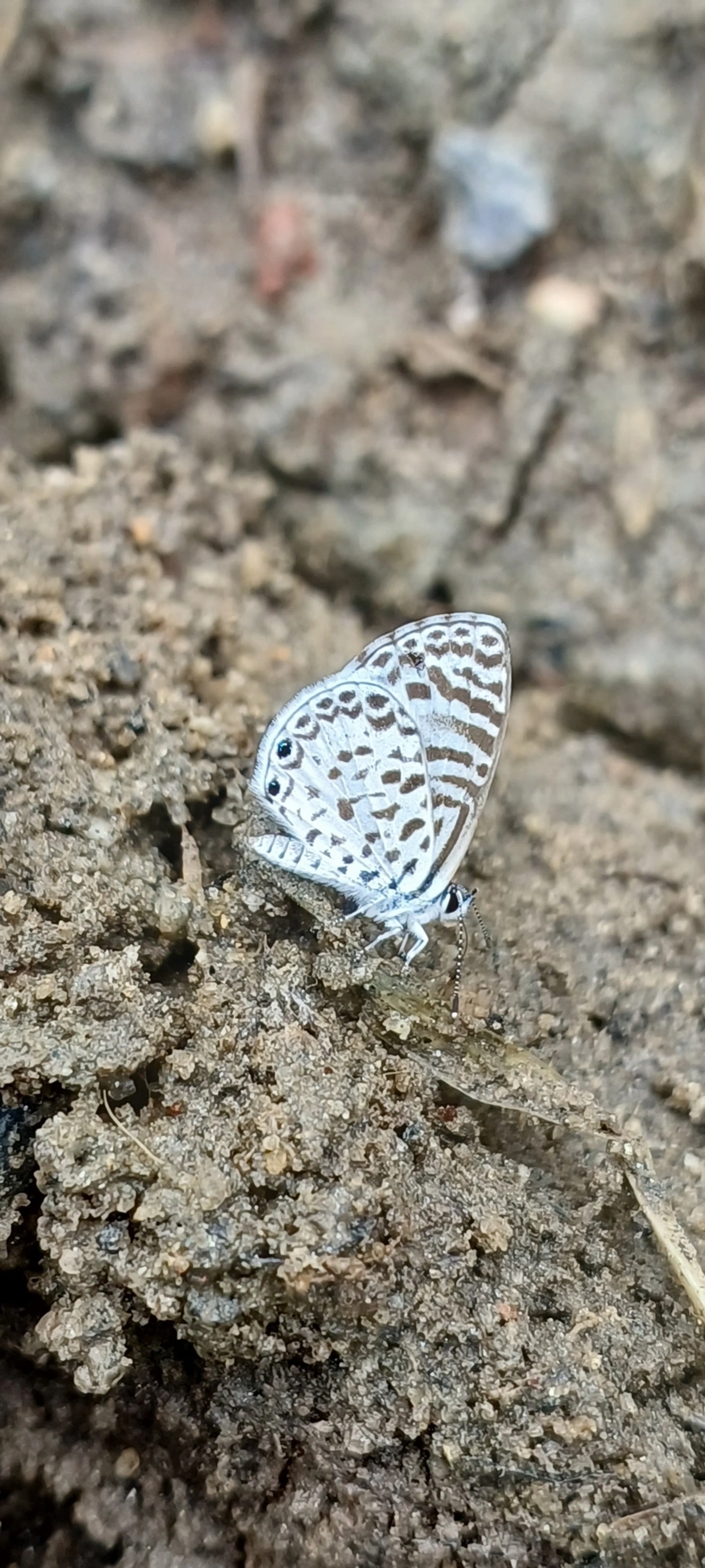 Borboleta-emília (Leptotes cassius), insetos, fotografado em Maresias, São Sebastião