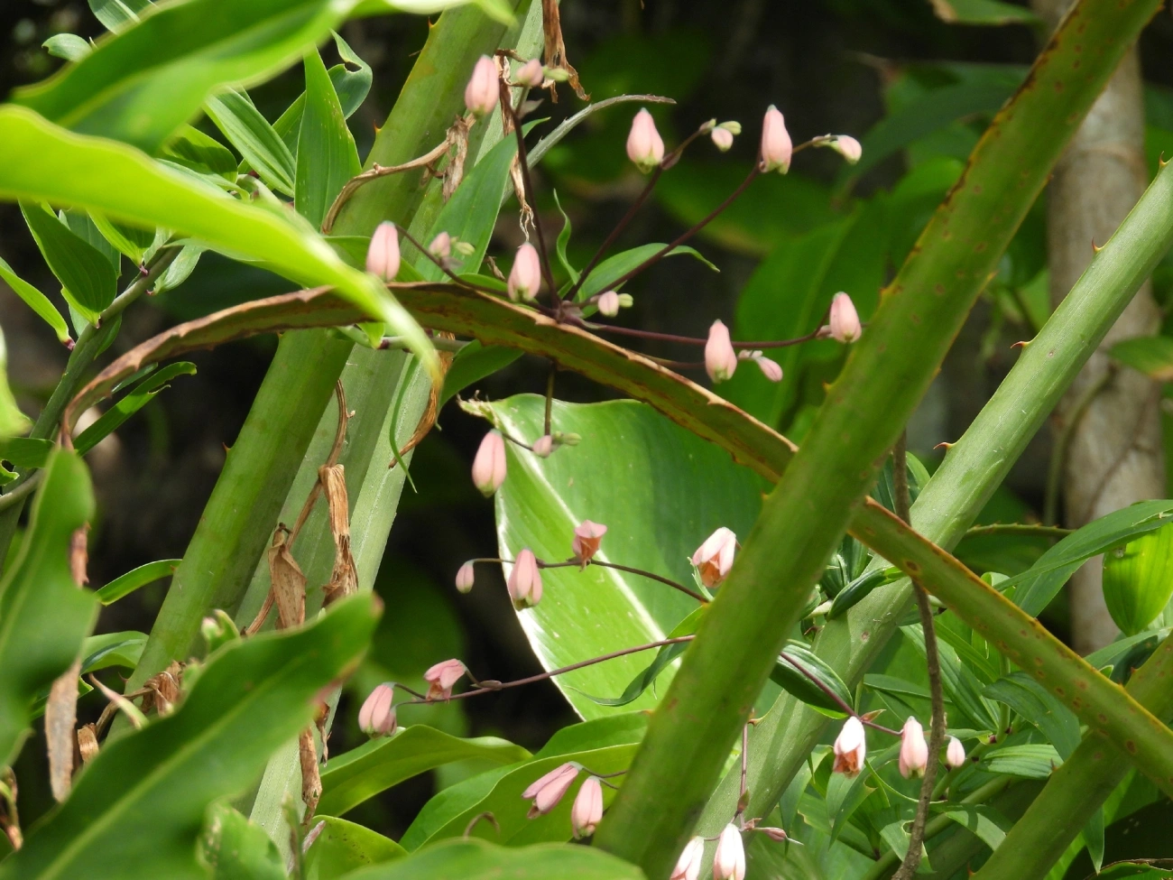 Cará-de-caboclo (Bomarea edulis), plantas, fotografado em Maresias, São Sebastião