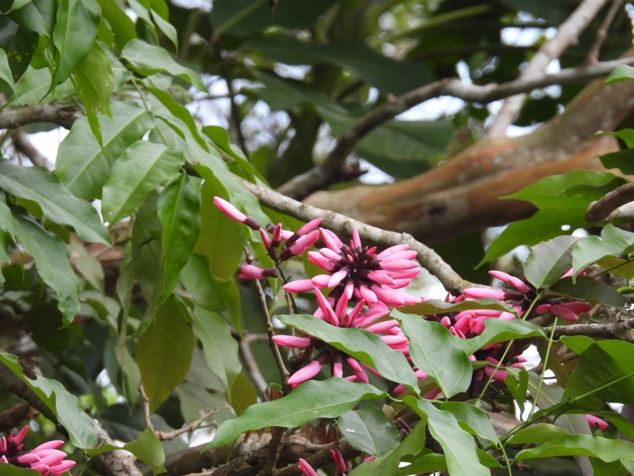Dahlstedtia pinnata, plantas, fotografado em Perequê, Ilhabela