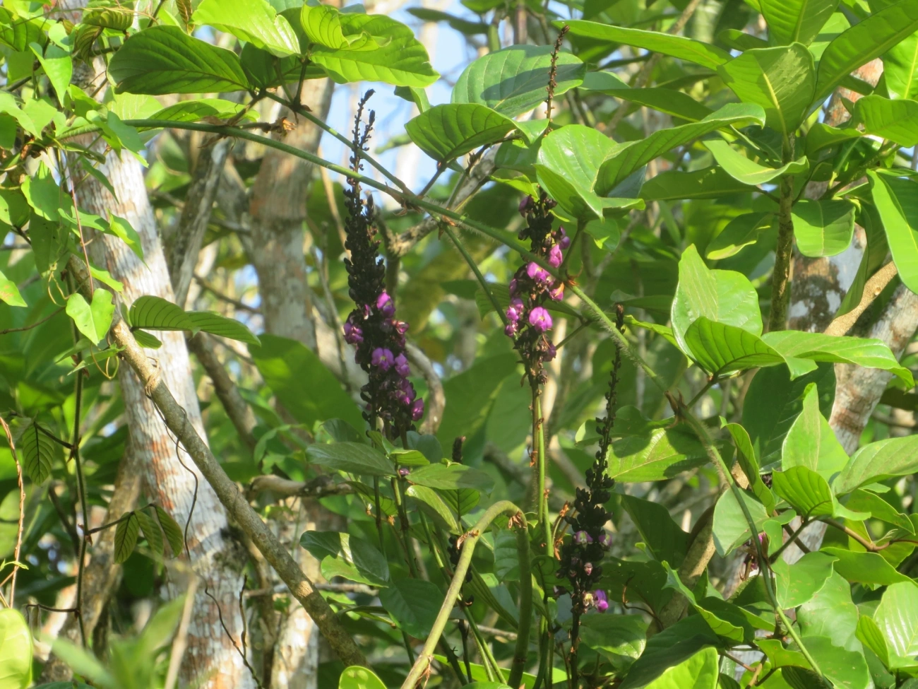 Macropsychanthus wilsonii, plantas, fotografado em Maresias, São Sebastião