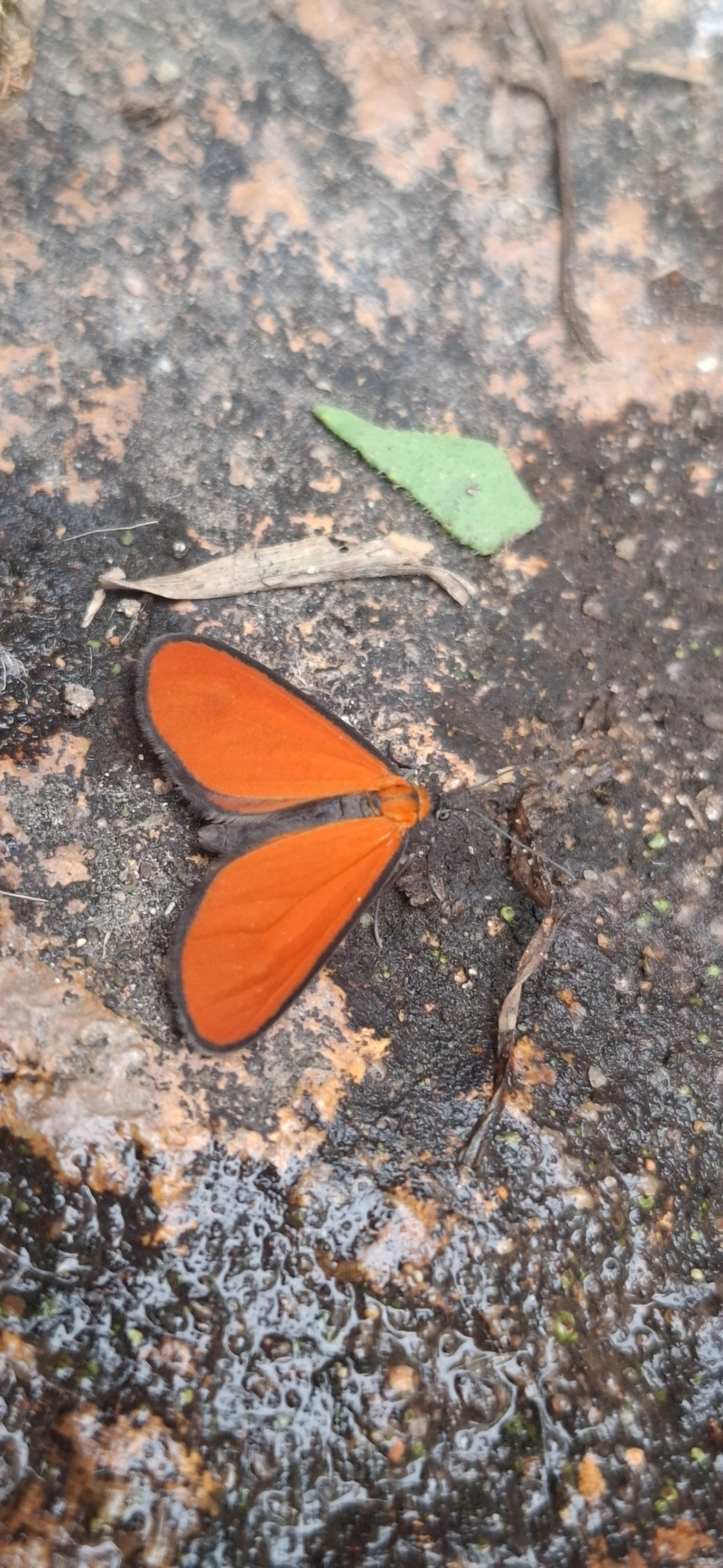 Eudulophasia, insetos, fotografado em Itamonte