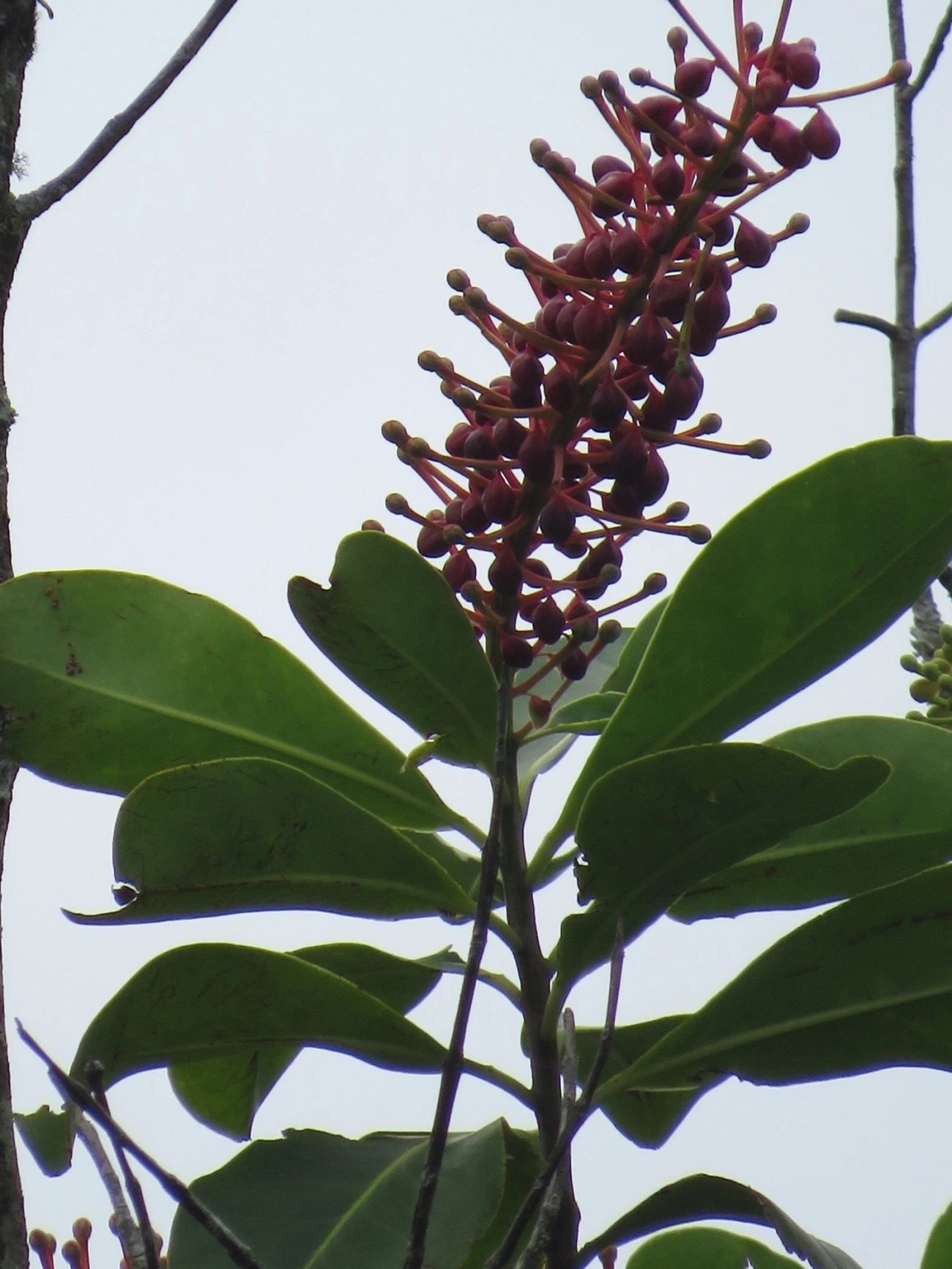 Agarrapé (Schwartzia brasiliensis), plantas, fotografado em Maresias, São Sebastião