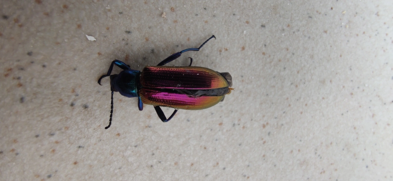 Strongylium bicolor, insetos, fotografado em Maresias, São Sebastião