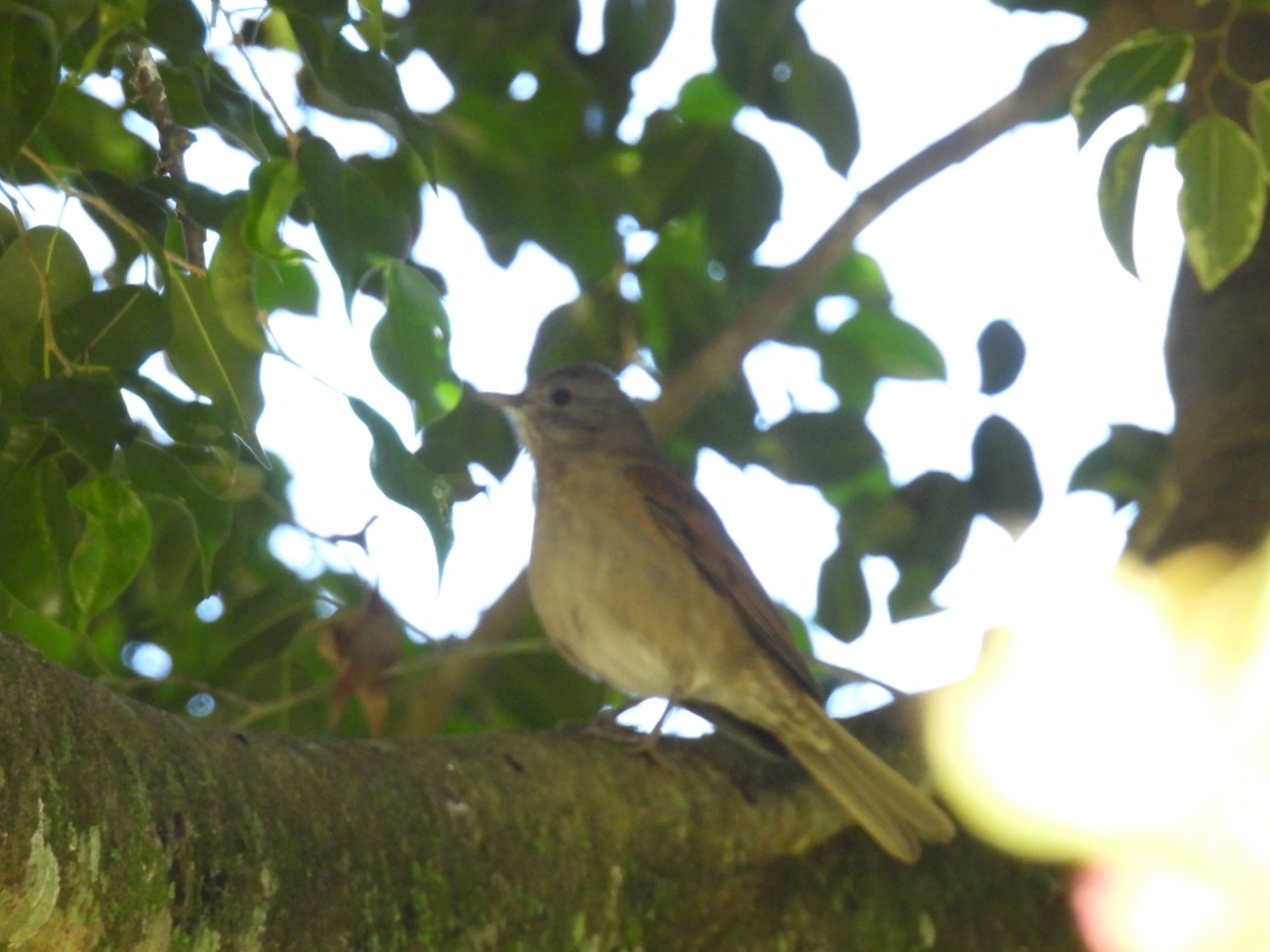 Sabiá-barranco (Turdus leucomelas), aves, fotografado em Resende