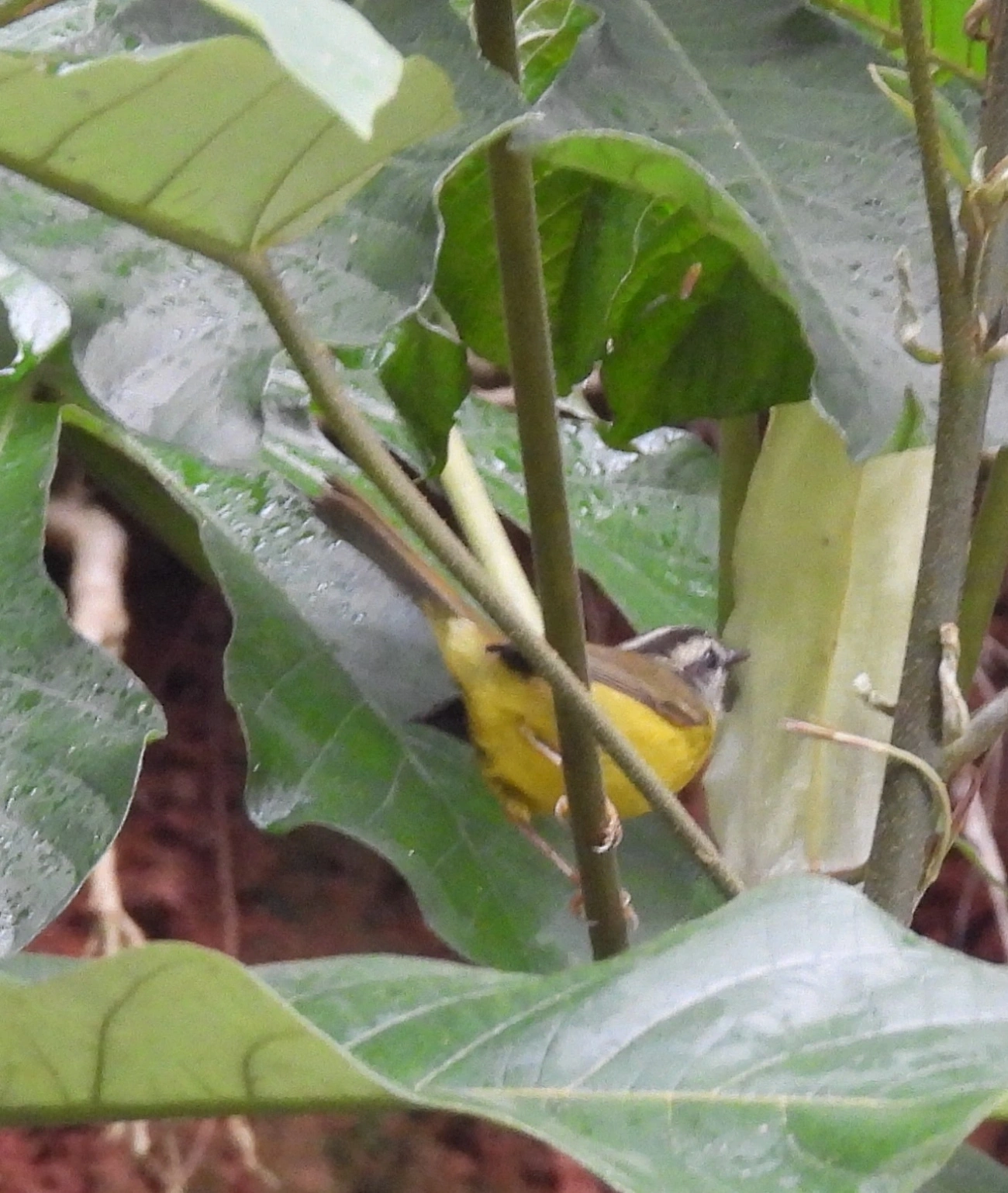 Pula-Pula (Basileuterus culicivorus), aves, fotografado em Guararema