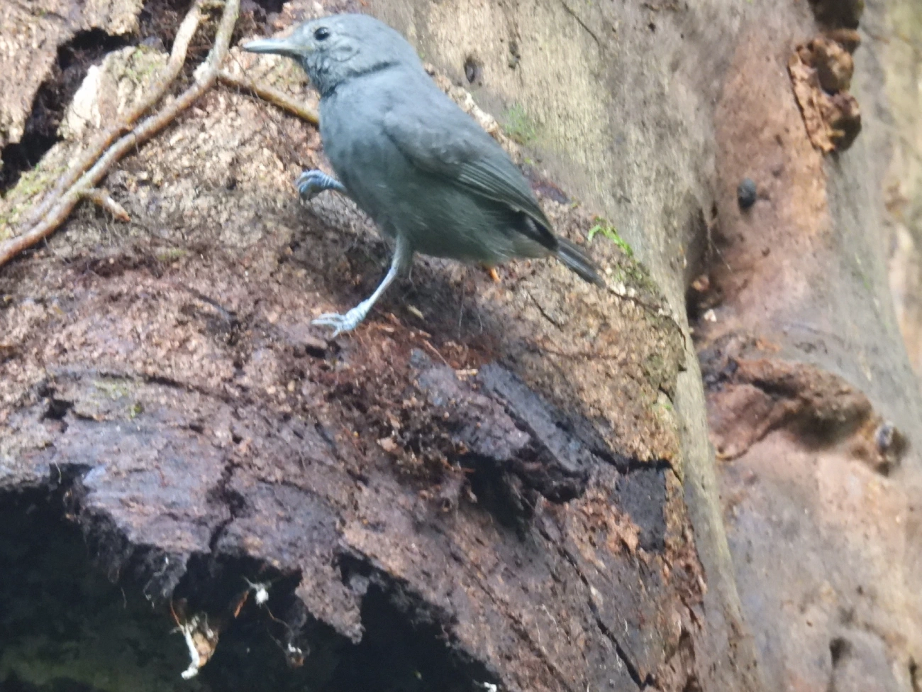 Choquinha-Cinzenta (Myrmotherula unicolor), aves, fotografado em Maresias, São Sebastião