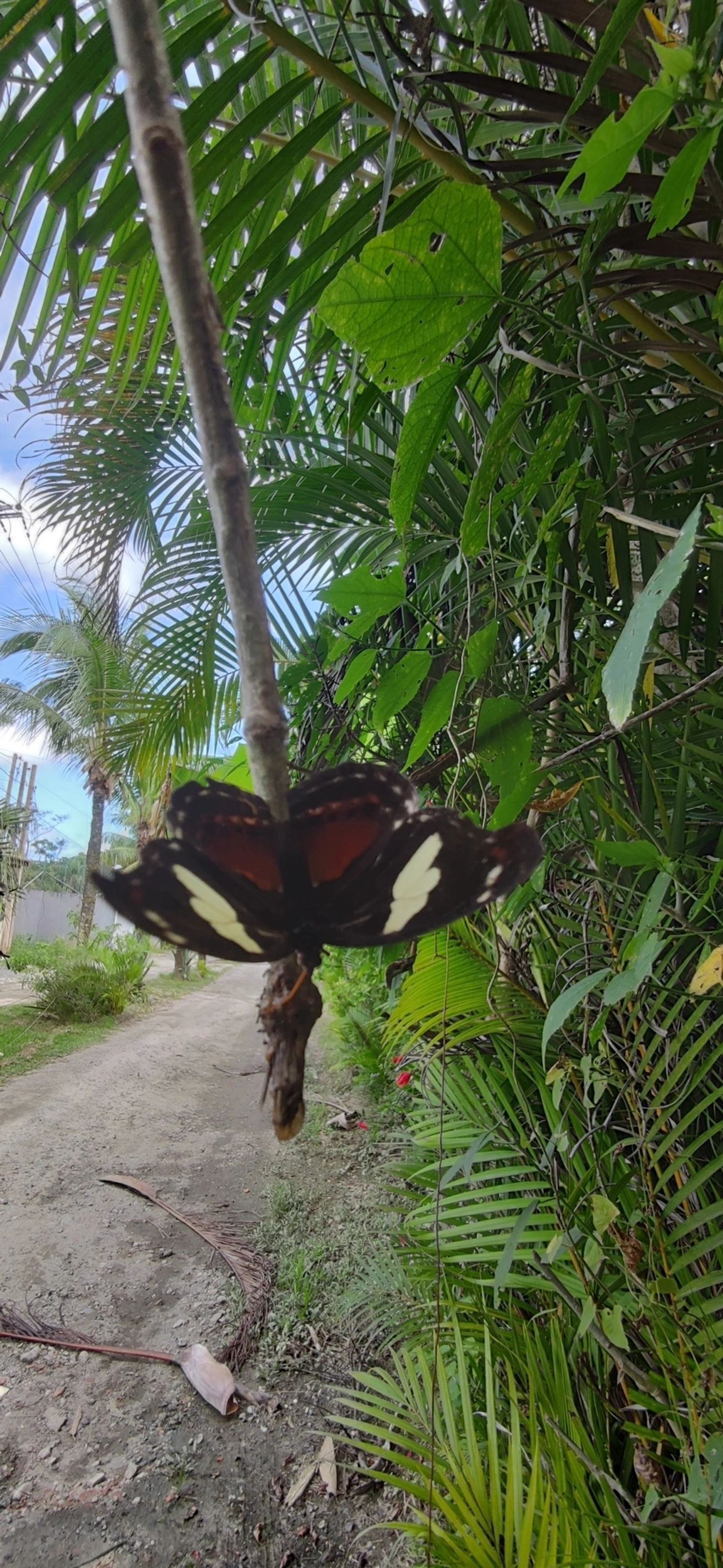 Catones (Catonephele), insetos, fotografado em Maresias, São Sebastião