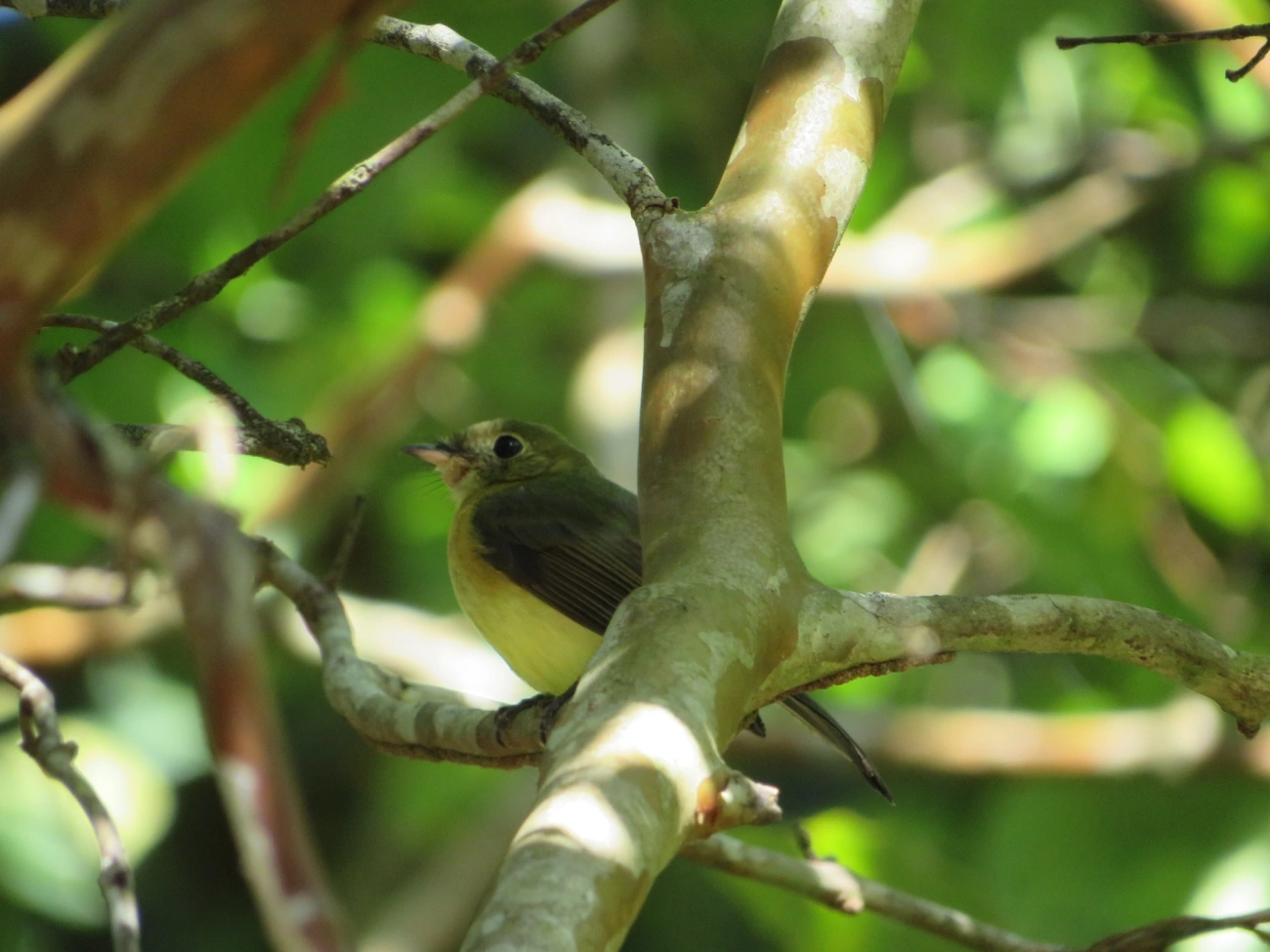 Assanhadinho (Myiobius barbatus), aves, fotografado em Paúba, São Sebastião