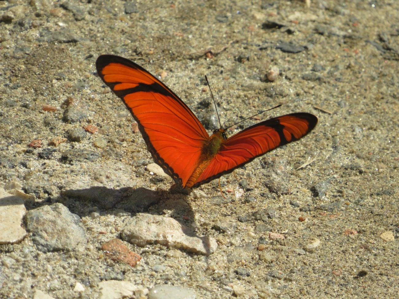 Borboleta-flambeau (Dryas iulia), insetos, fotografado em Maresias, São Sebastião