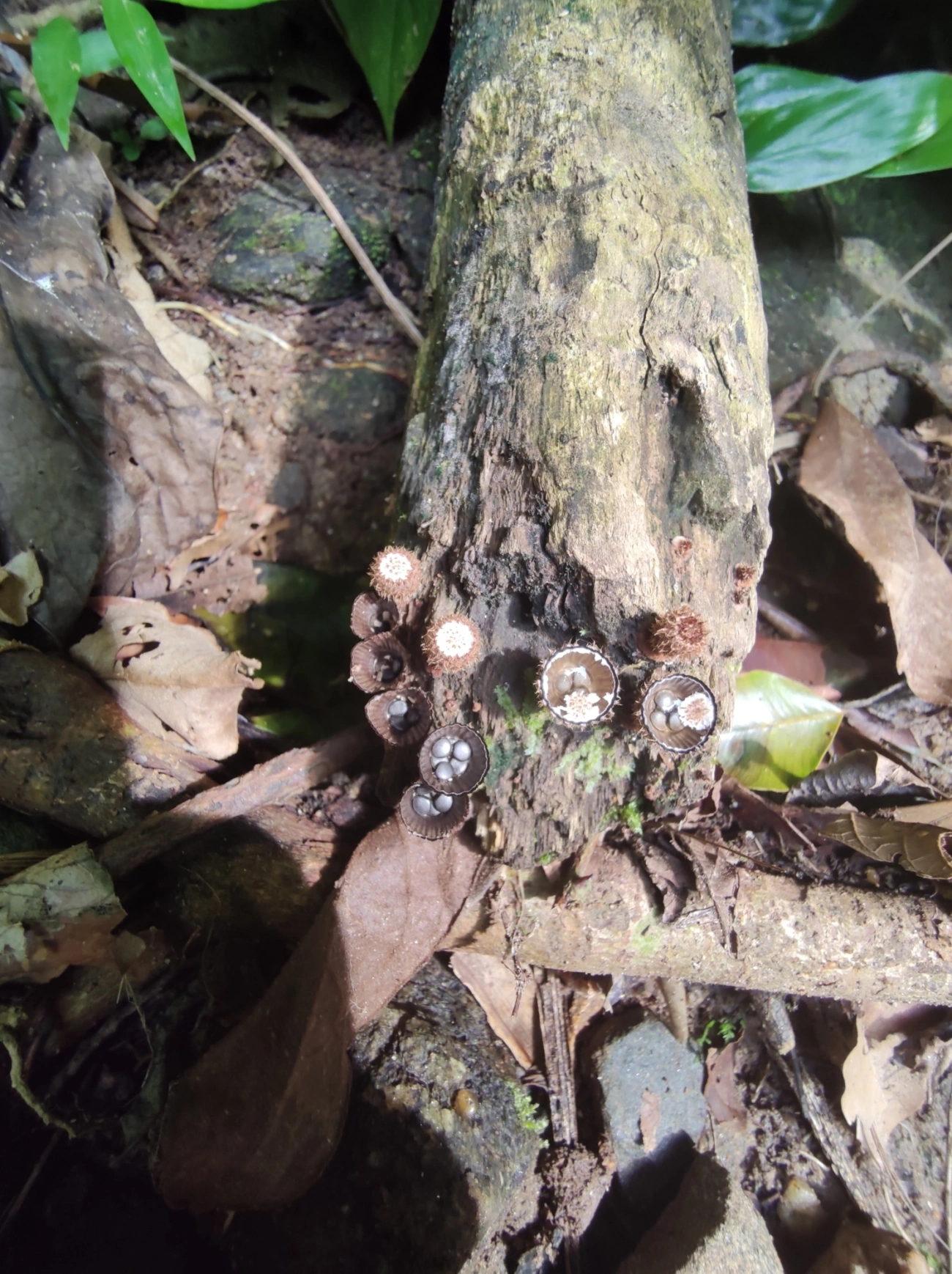 Ninho-de-pássaro-do-esterco (Cyathus stercoreus), fungos, fotografado em São Sebastião
