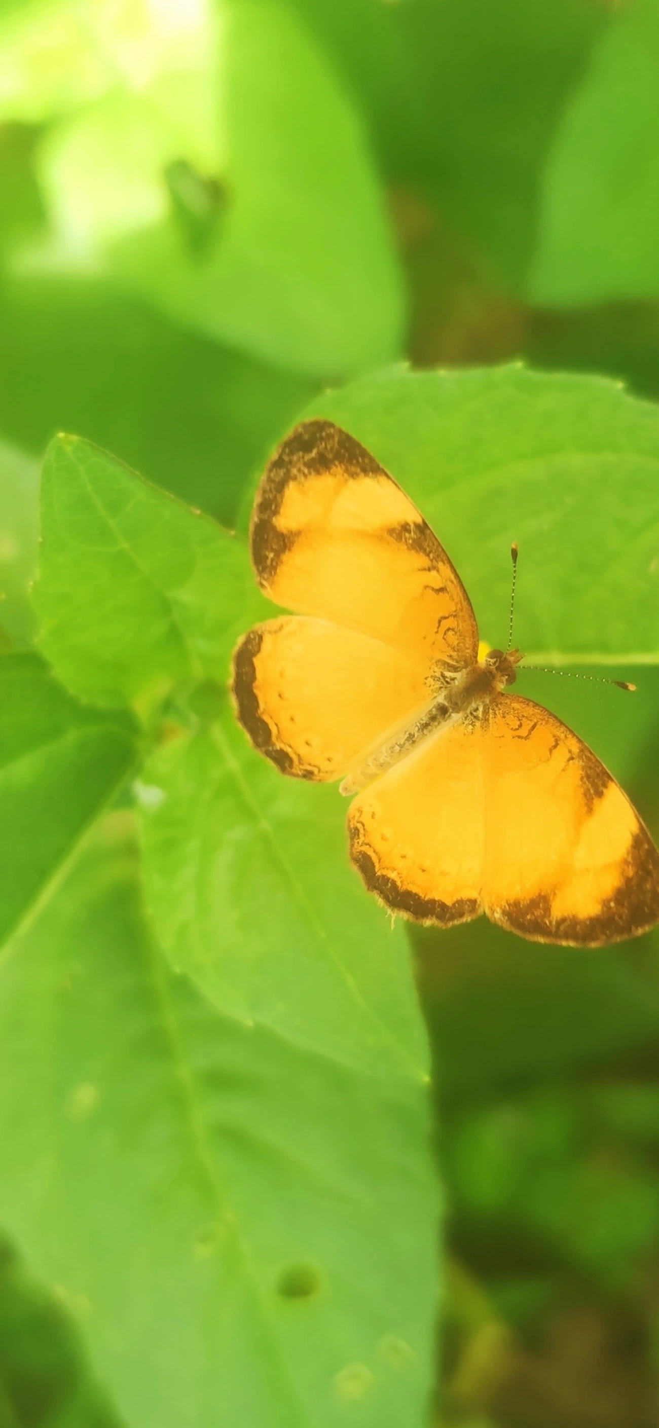 Tegosa claudina, insetos, fotografado em Maresias, São Sebastião