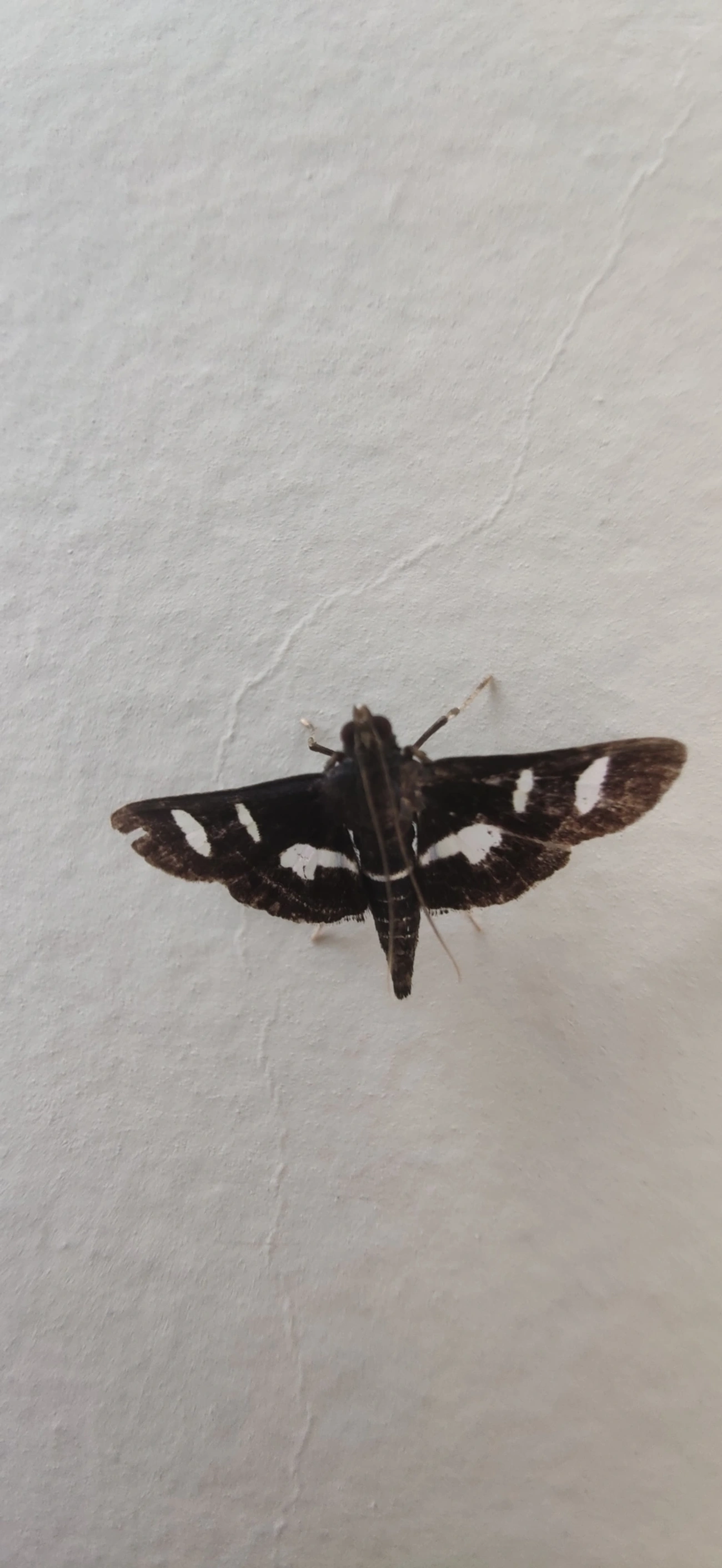 Desmia lúgubre (Desmia ploralis), insetos, fotografado em Maresias, São Sebastião