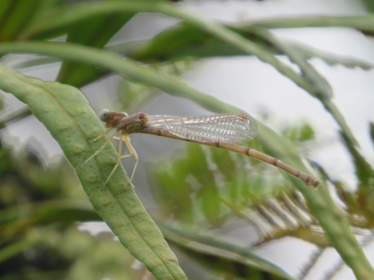 Libelinhas (Zygoptera), insetos, fotografado em Maresias, São Sebastião