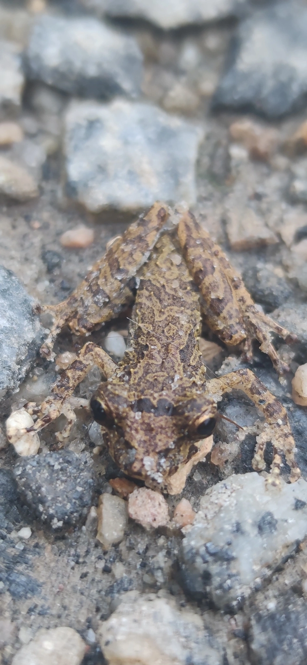 Perereca-do-litoral (Ololygon littoralis), anfíbios, fotografado em Maresias, São Sebastião