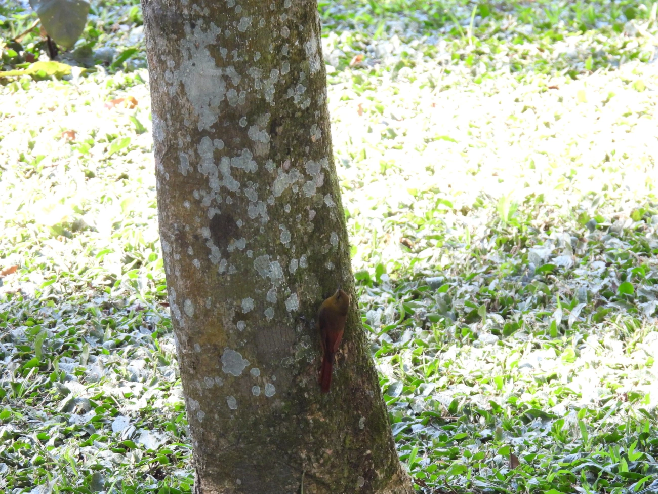 Arapaçu-verde (Sittasomus griseicapillus), aves, fotografado em Resende