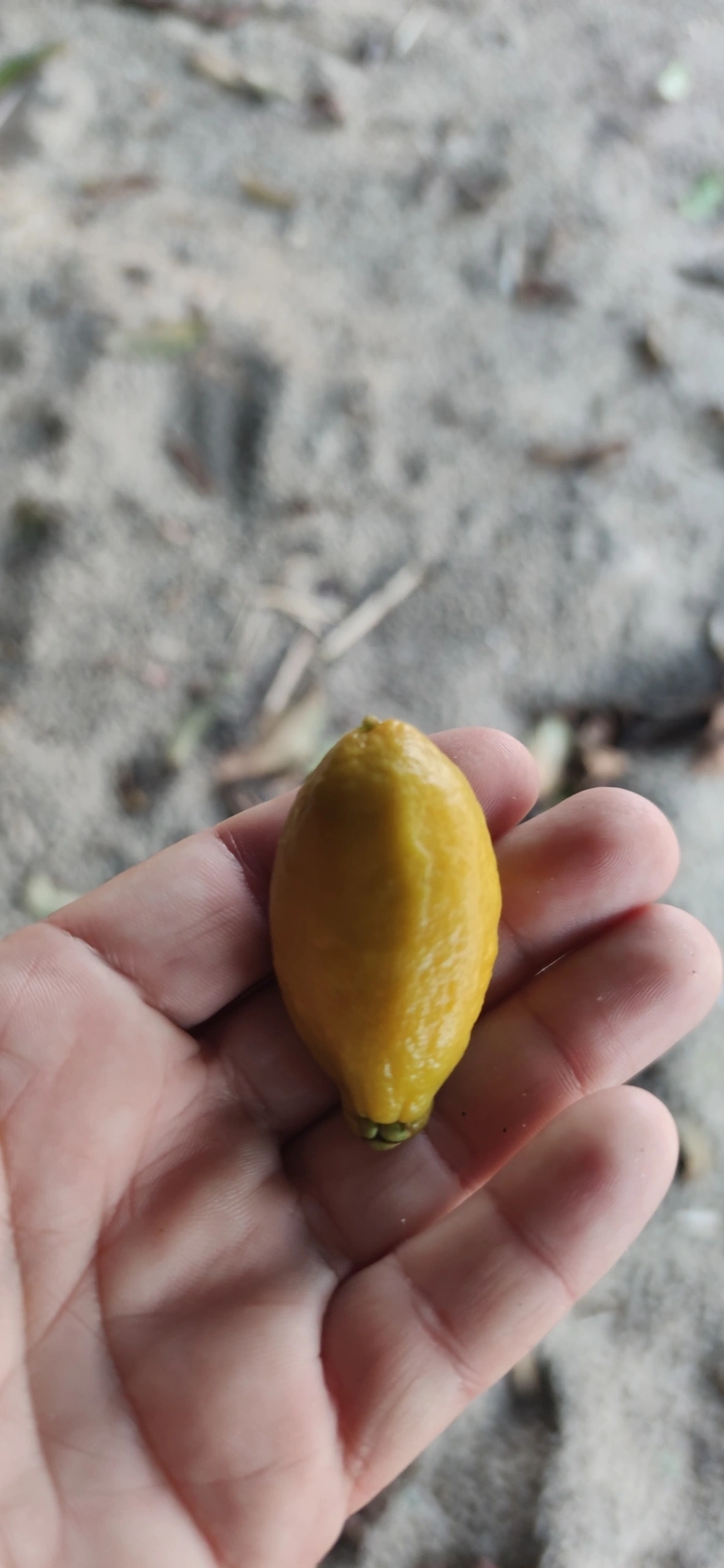 Pitangas (Eugenia), plantas, fotografado em Caraguatatuba