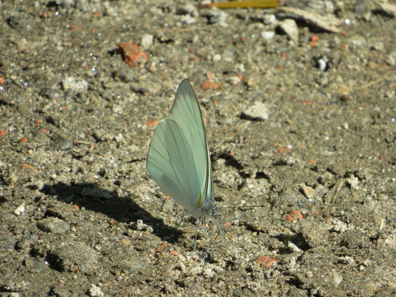Branca-de-olhos-verdes (Leptophobia aripa), insetos, fotografado em Maresias, São Sebastião