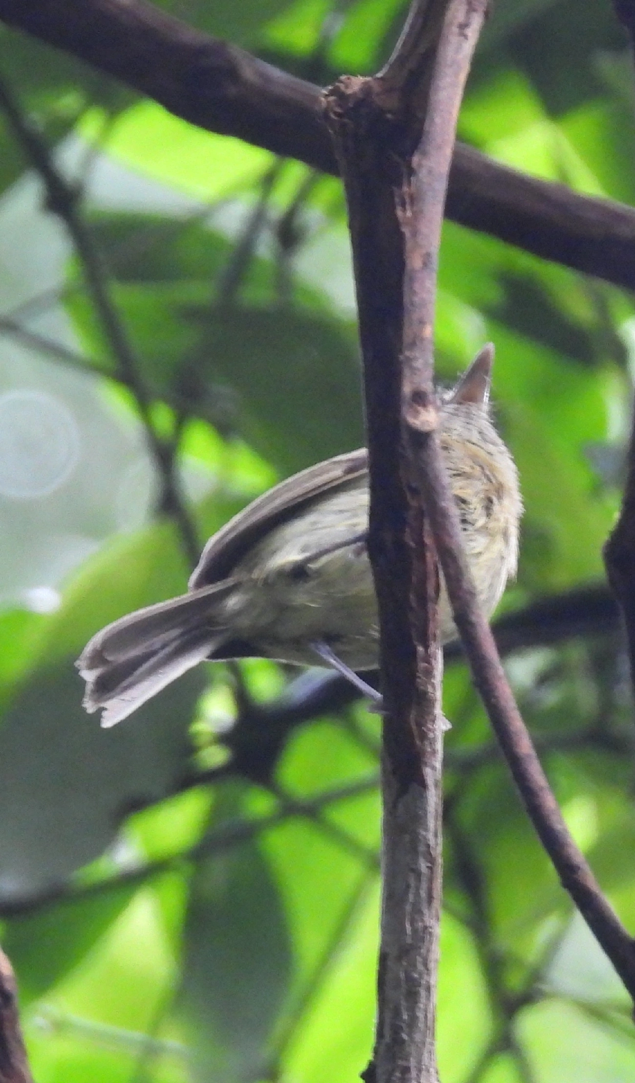 Bico-chato-de-orelha-preta (Tolmomyias sulphurescens), aves, fotografado em Maresias, São Sebastião