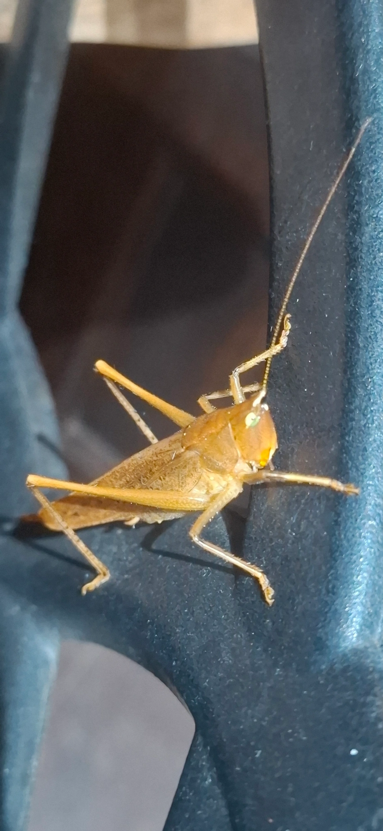 Neoconocephalus, insetos, fotografado em Queluz