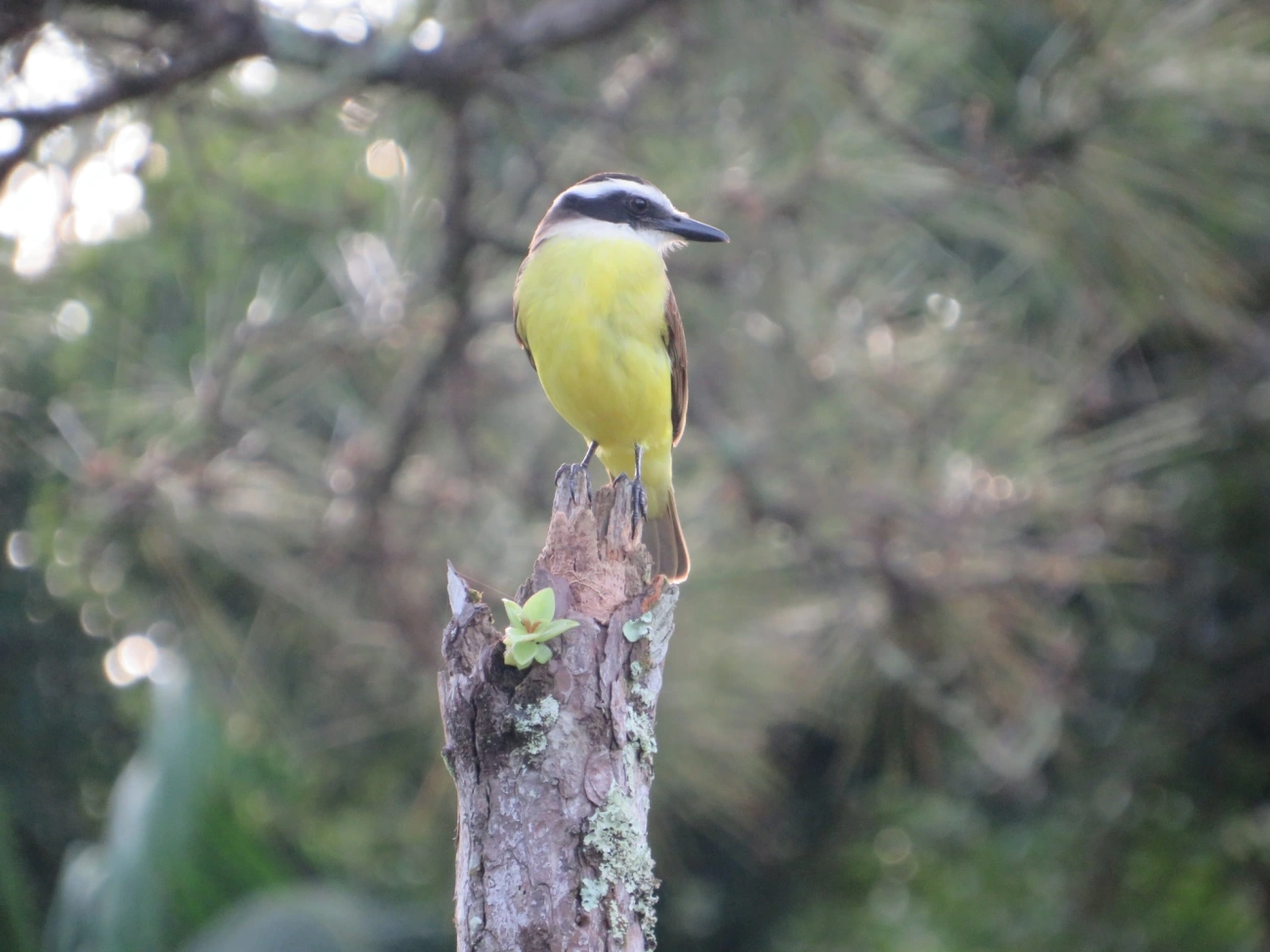 Bem-te-vi (Pitangus sulphuratus), aves, fotografado em Maresias, São Sebastião