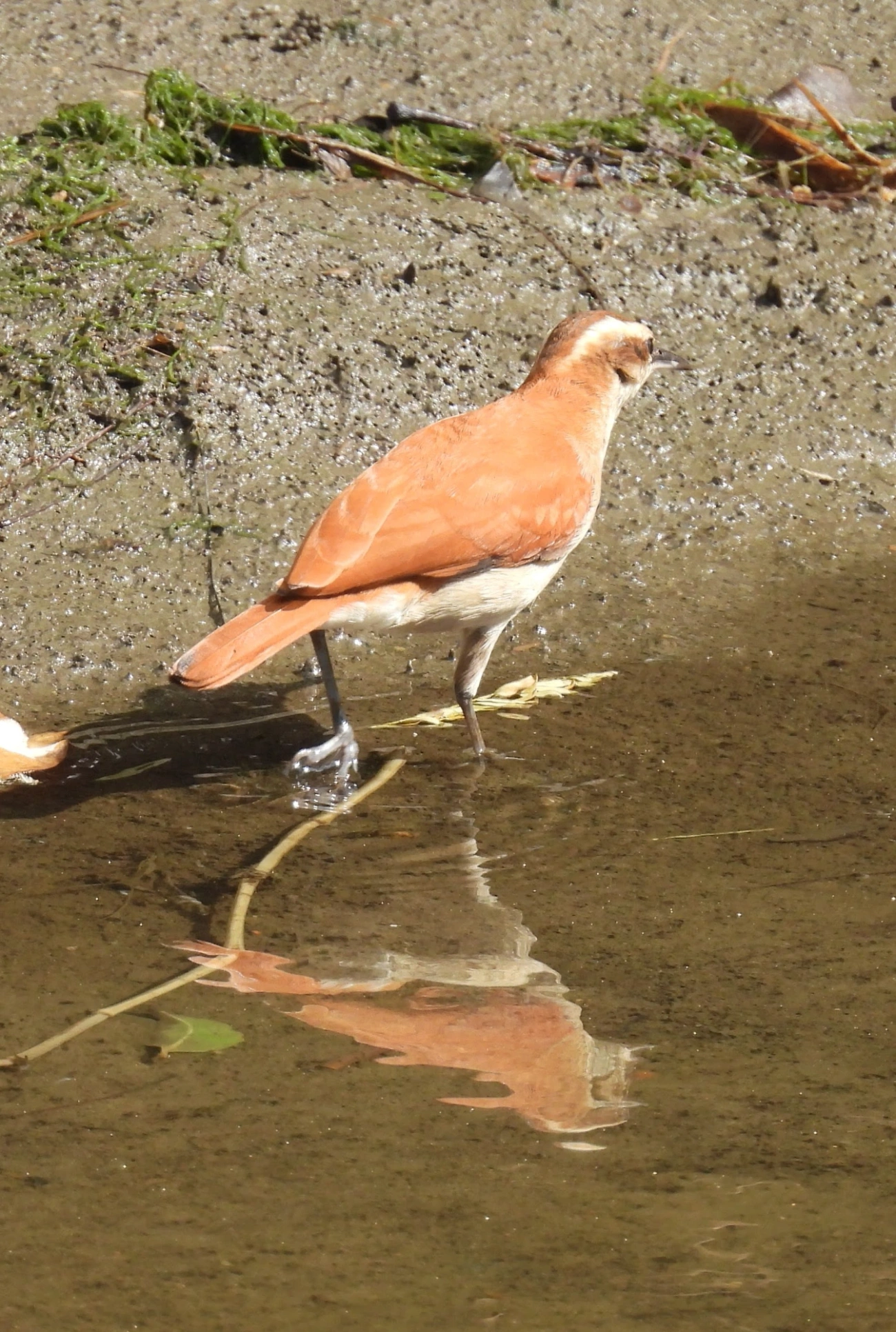 Casaca-de-Couro-da-Lama (Furnarius figulus), aves, fotografado em Maresias, São Sebastião