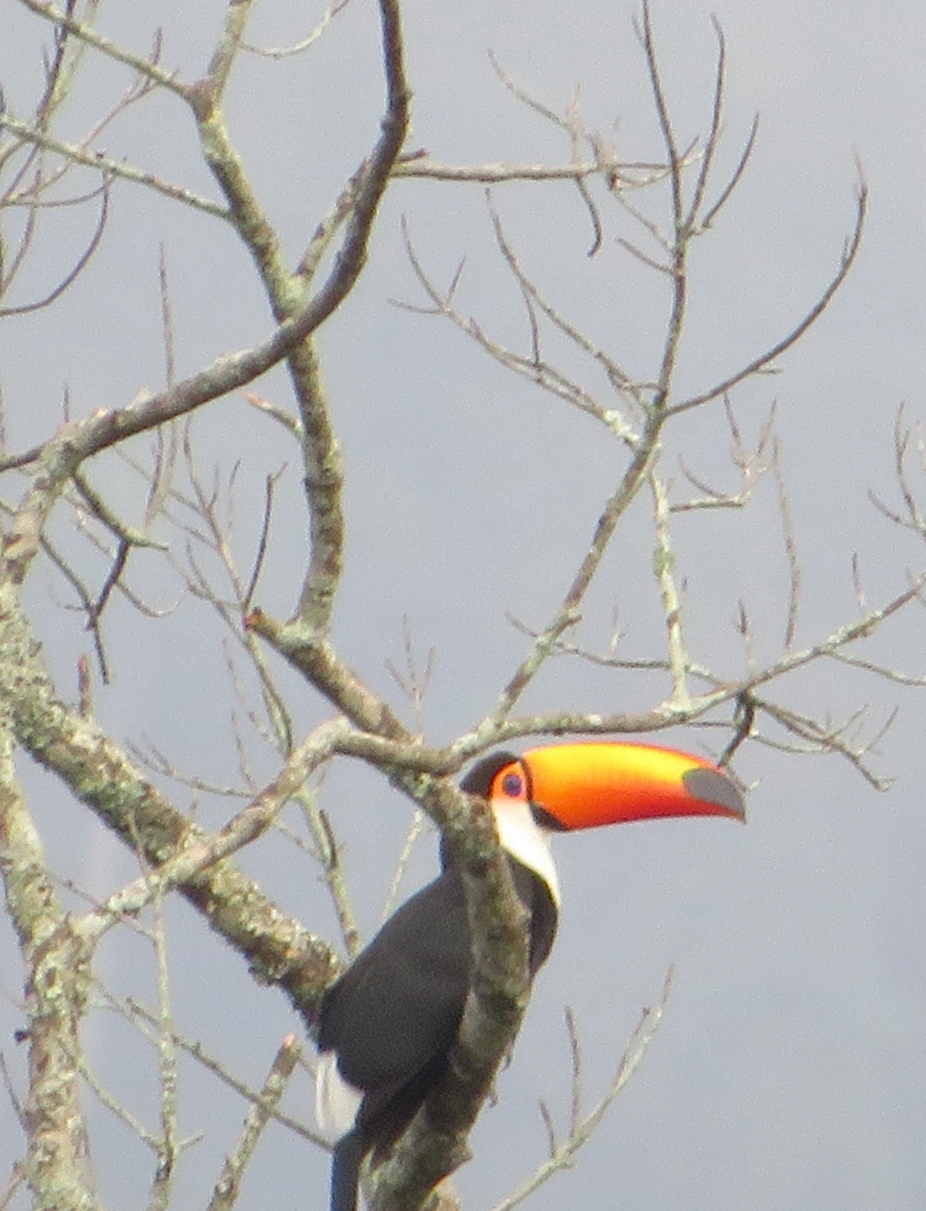 Tucano-toco (Ramphastos toco), aves, fotografado em Maresias, São Sebastião