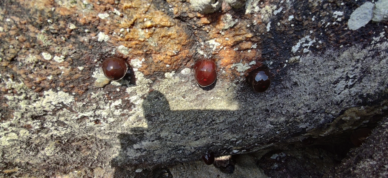 Anêmona-das-Bermudas (Actinia bermudensis), cnidários, fotografado em Maresias, São Sebastião