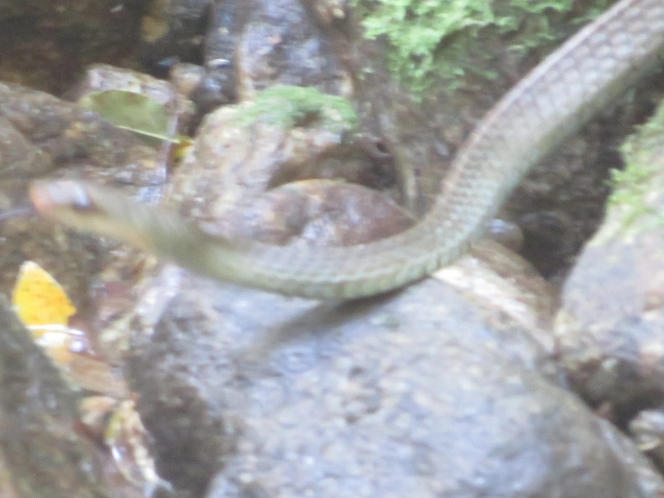 Urupiagara (Chironius fuscus), répteis, fotografado em Maresias, São Sebastião