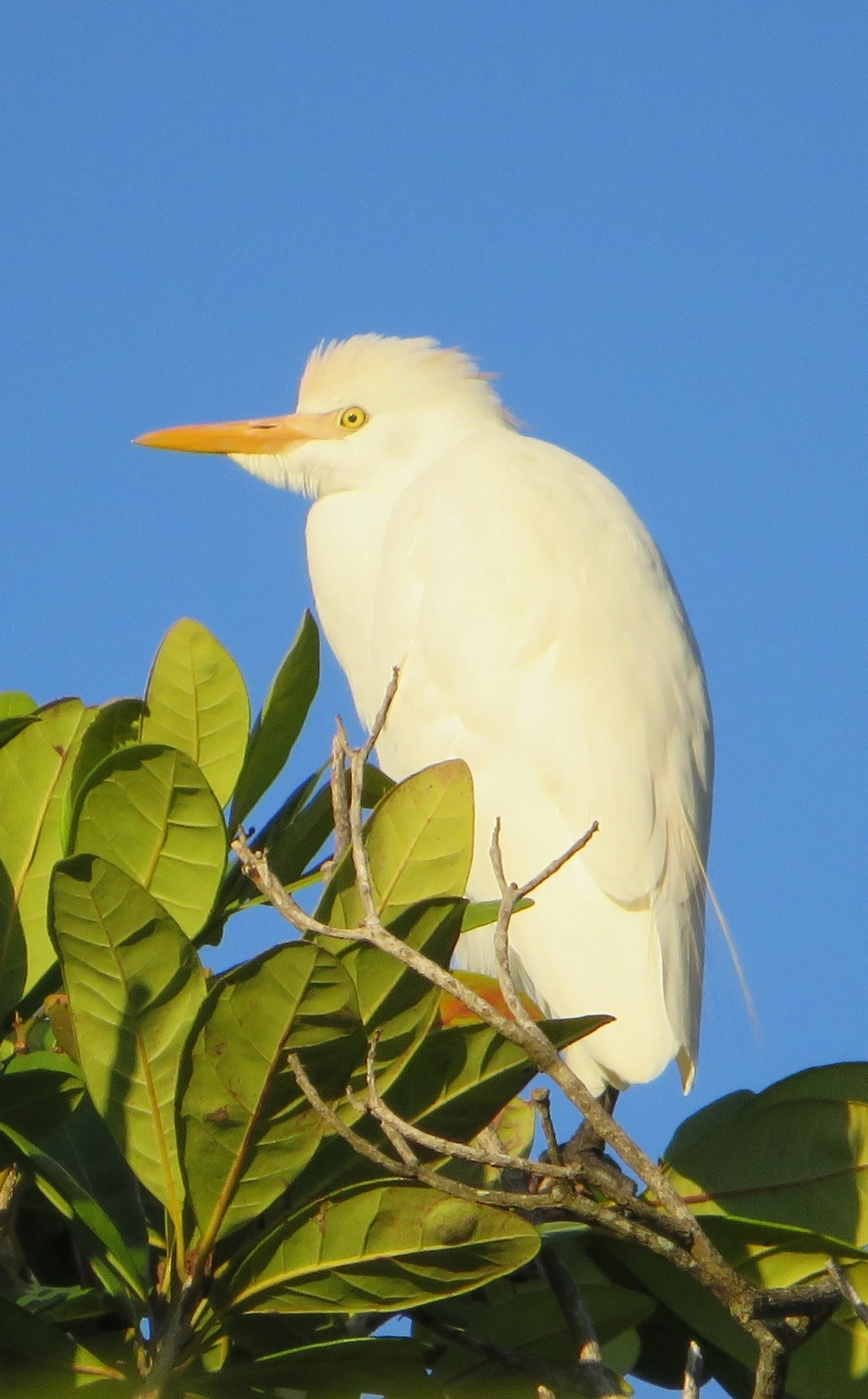 Garça-vaqueira (Ardea ibis), aves, fotografado em Maresias, São Sebastião
