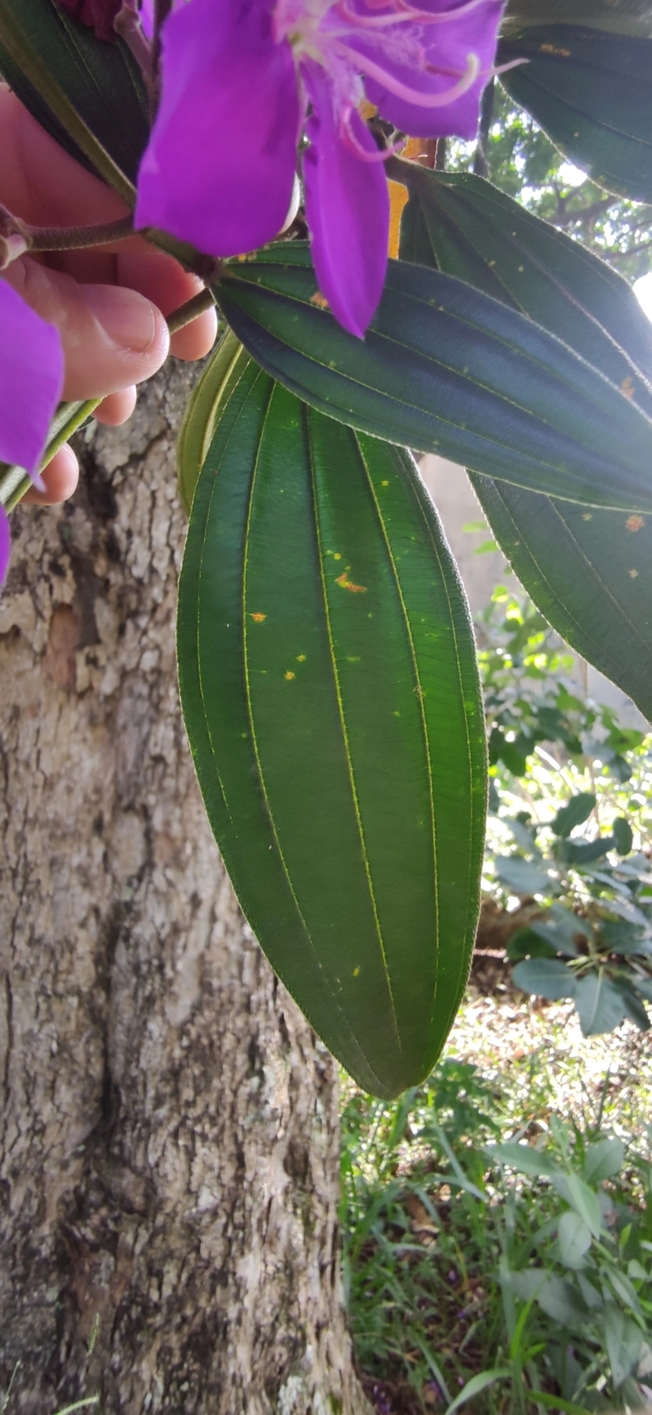 Quaresmeiras (Tibouchina), plantas, fotografado em Vila Santo Estevão, São Paulo