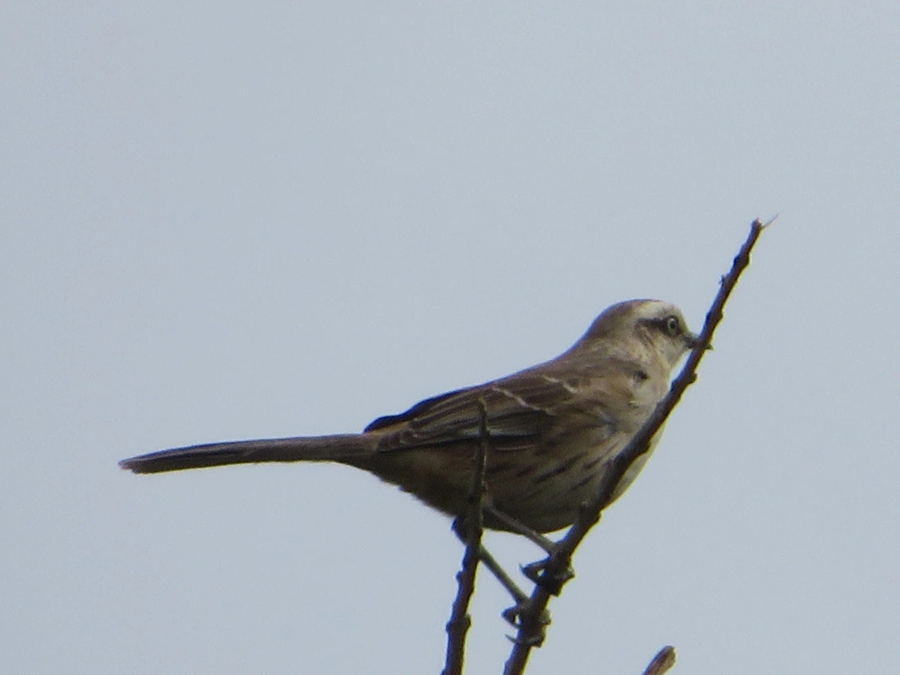 Sabiá-do-campo (Mimus saturninus), aves, fotografado em Maresias, São Sebastião