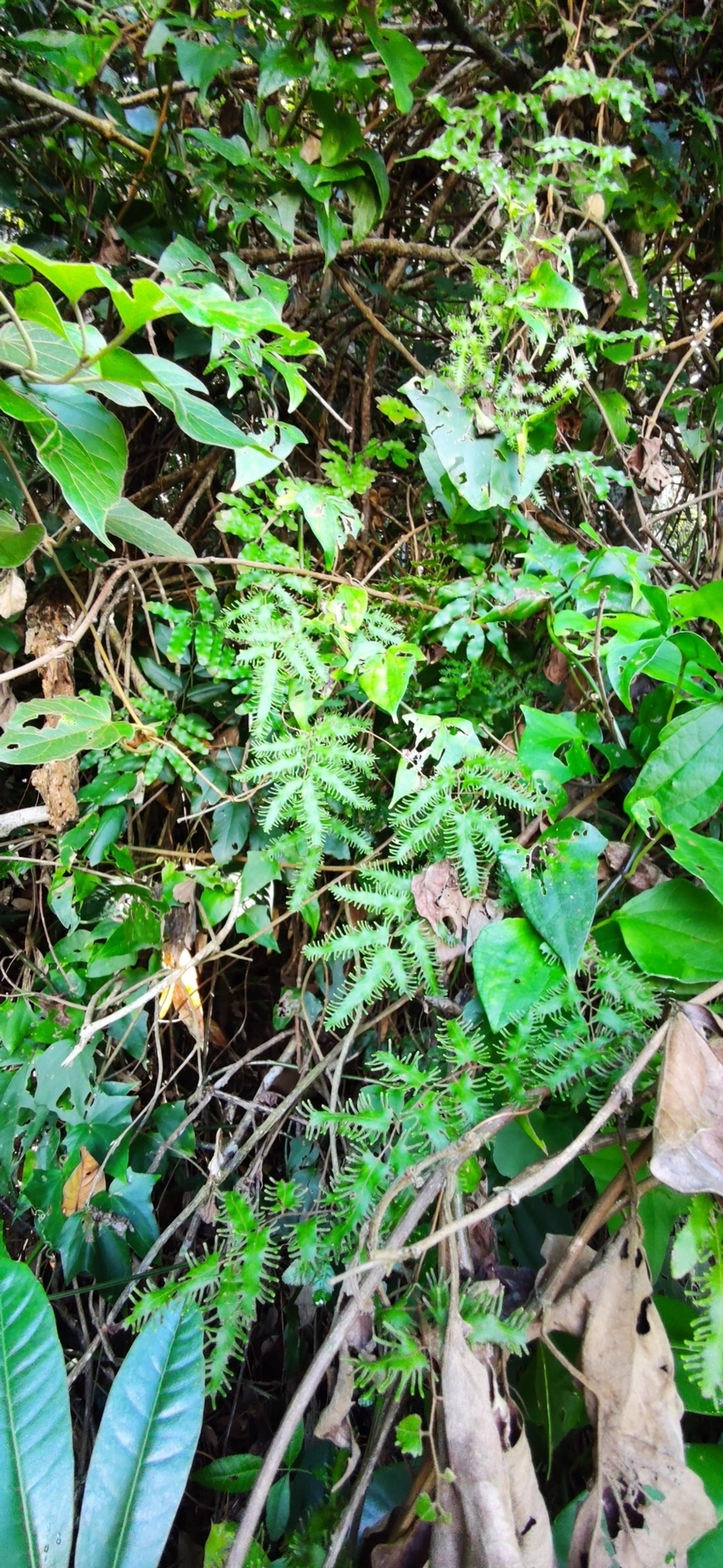 Lygodium, plantas, fotografado em Caraguatatuba