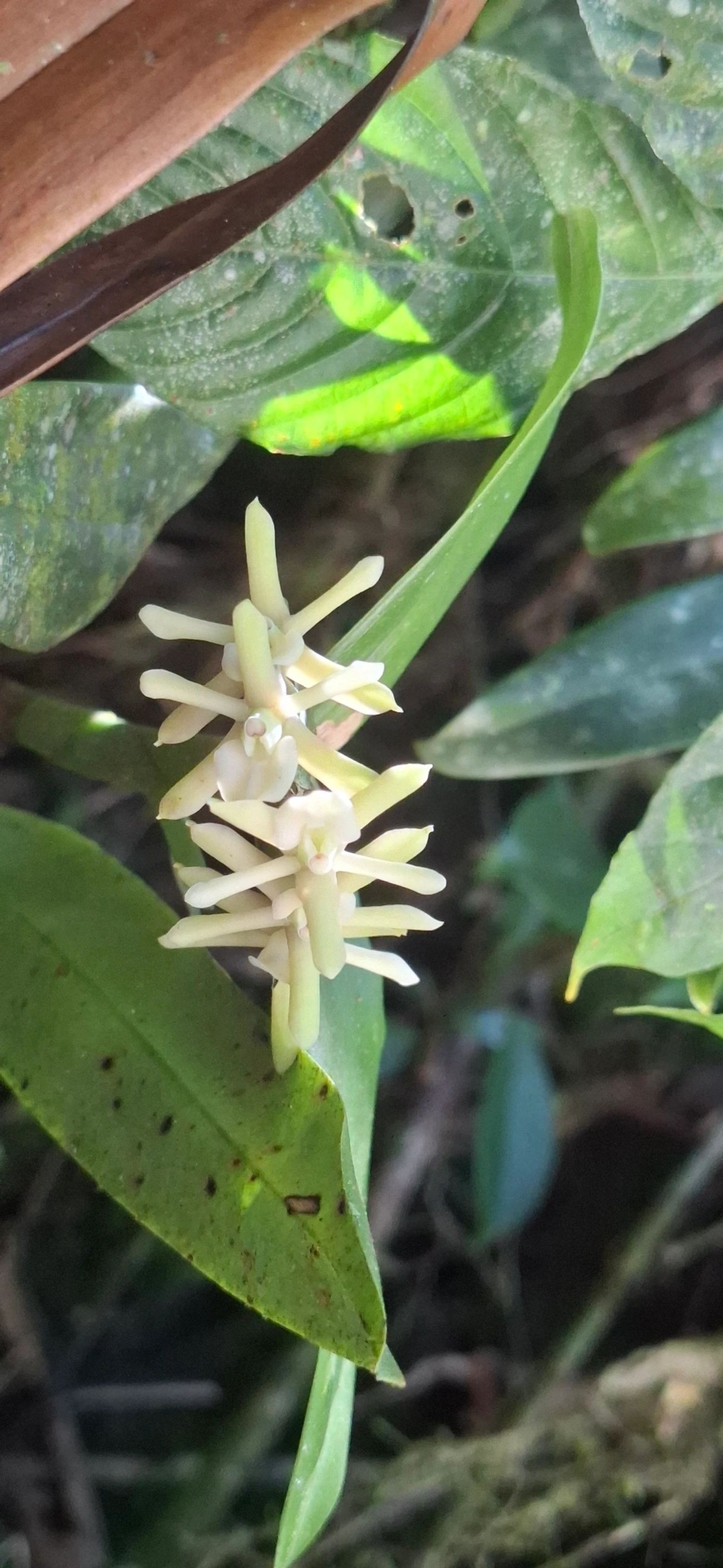 Orquídeas (Orchidaceae), plantas, fotografado em Queluz