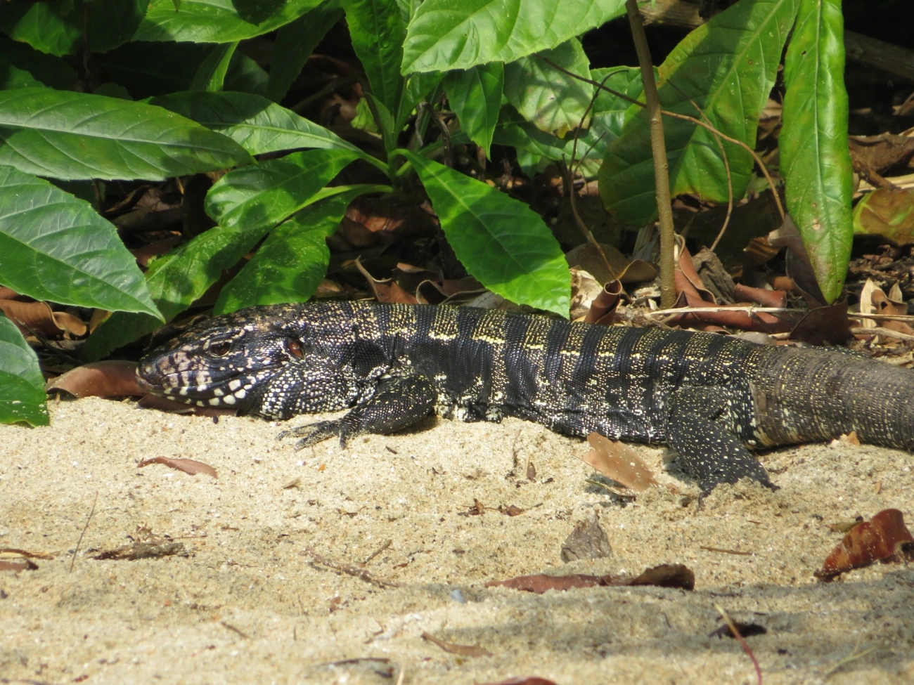 Teiú (Salvator merianae), répteis, fotografado em Mocóca