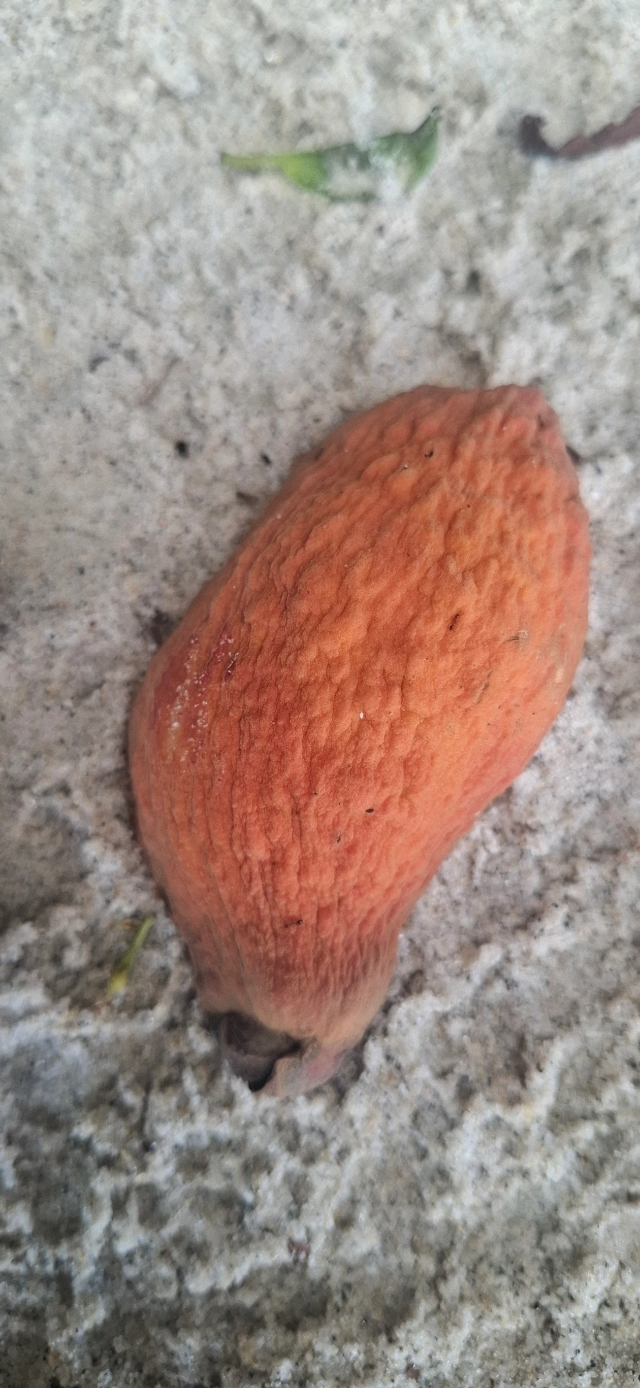 Plantas (Plantae), plantas, fotografado em Maresias, São Sebastião