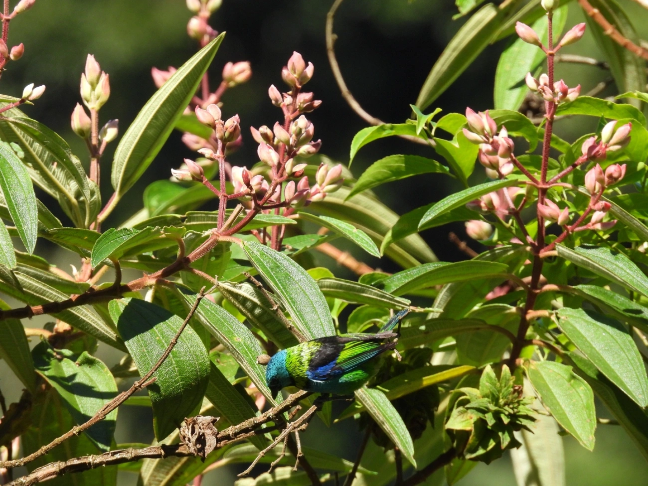 Saíra-sete-cores (Tangara seledon), aves, fotografado em Queluz