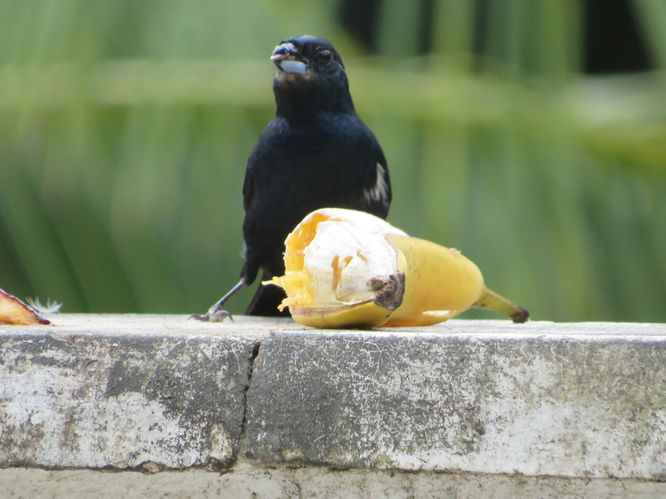 Tiê-preto (Tachyphonus coronatus), aves, fotografado em Maresias, São Sebastião