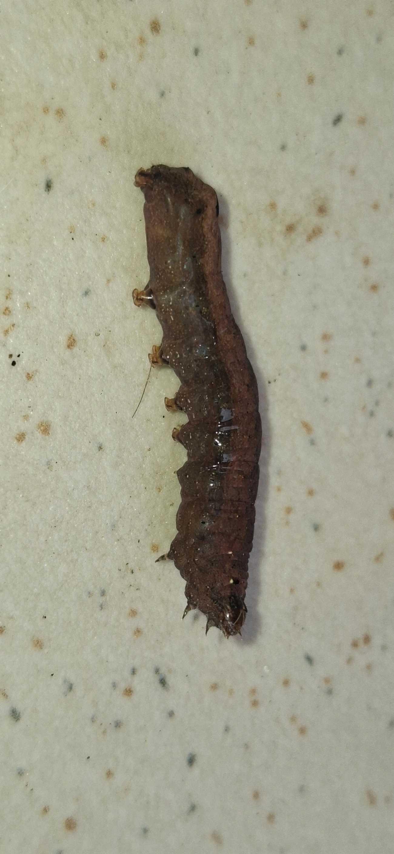 Spodoptera, insetos, fotografado em Maresias, São Sebastião
