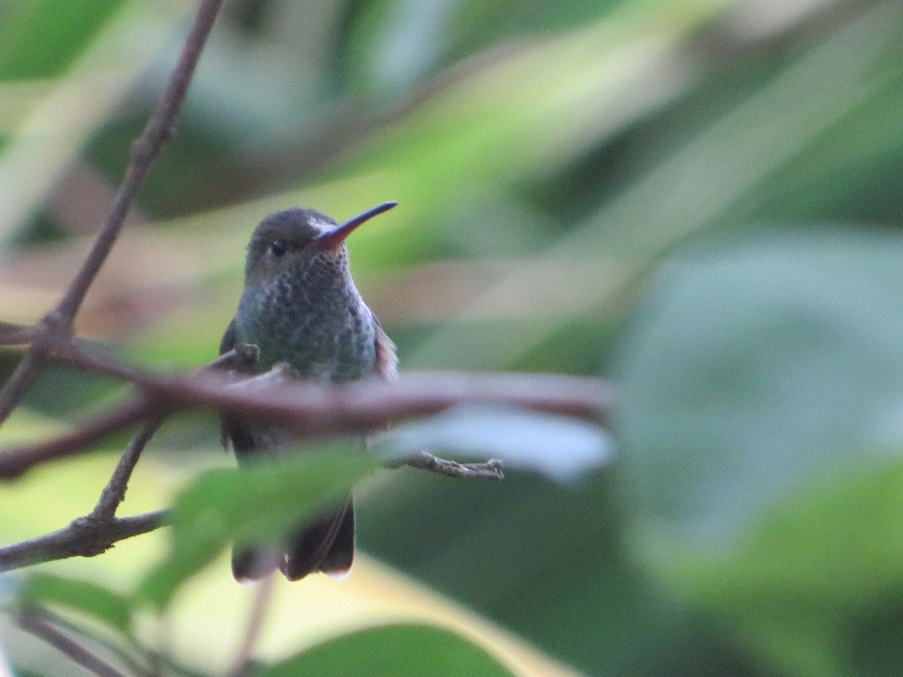 Beija-flor-de-garganta-verde (Chionomesa fimbriata), aves, fotografado em Maresias, São Sebastião