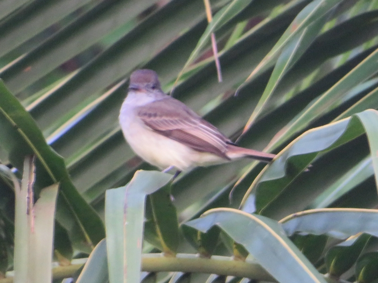 Irré (Myiarchus swainsoni), aves, fotografado em Maresias, São Sebastião