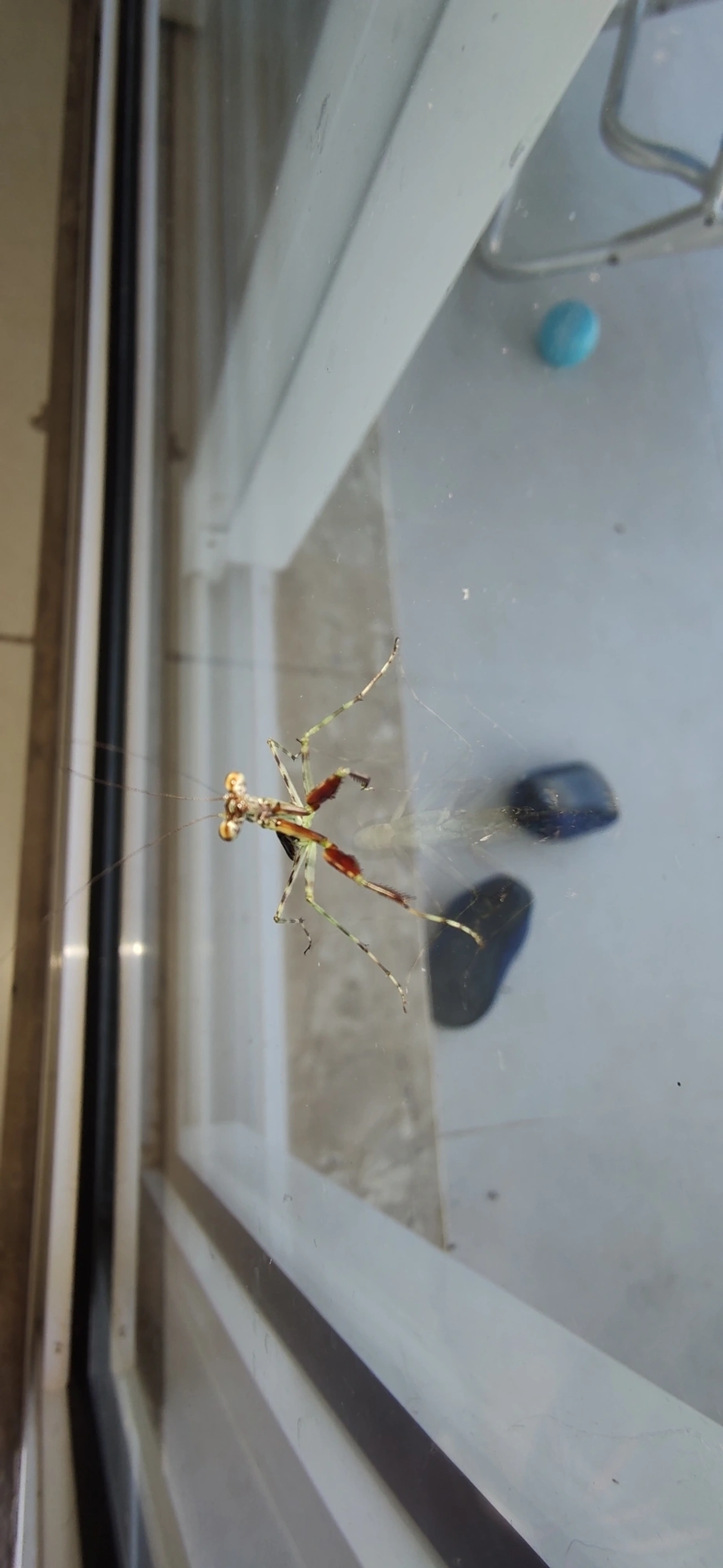 Liturgusidae, insetos, fotografado em Maresias, São Sebastião