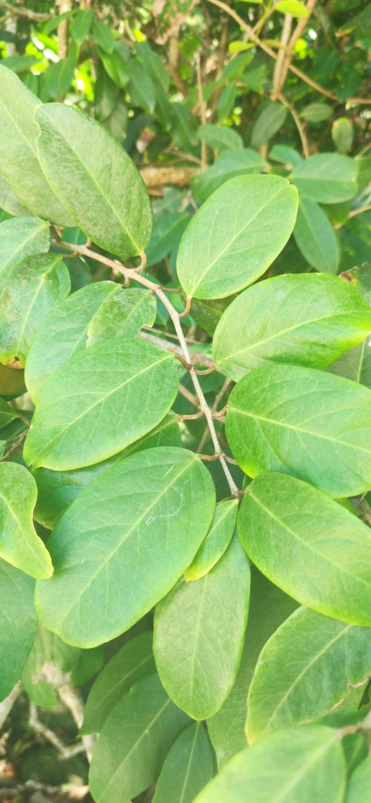 Pitangas (Eugenia), plantas, fotografado em Maresias, São Sebastião